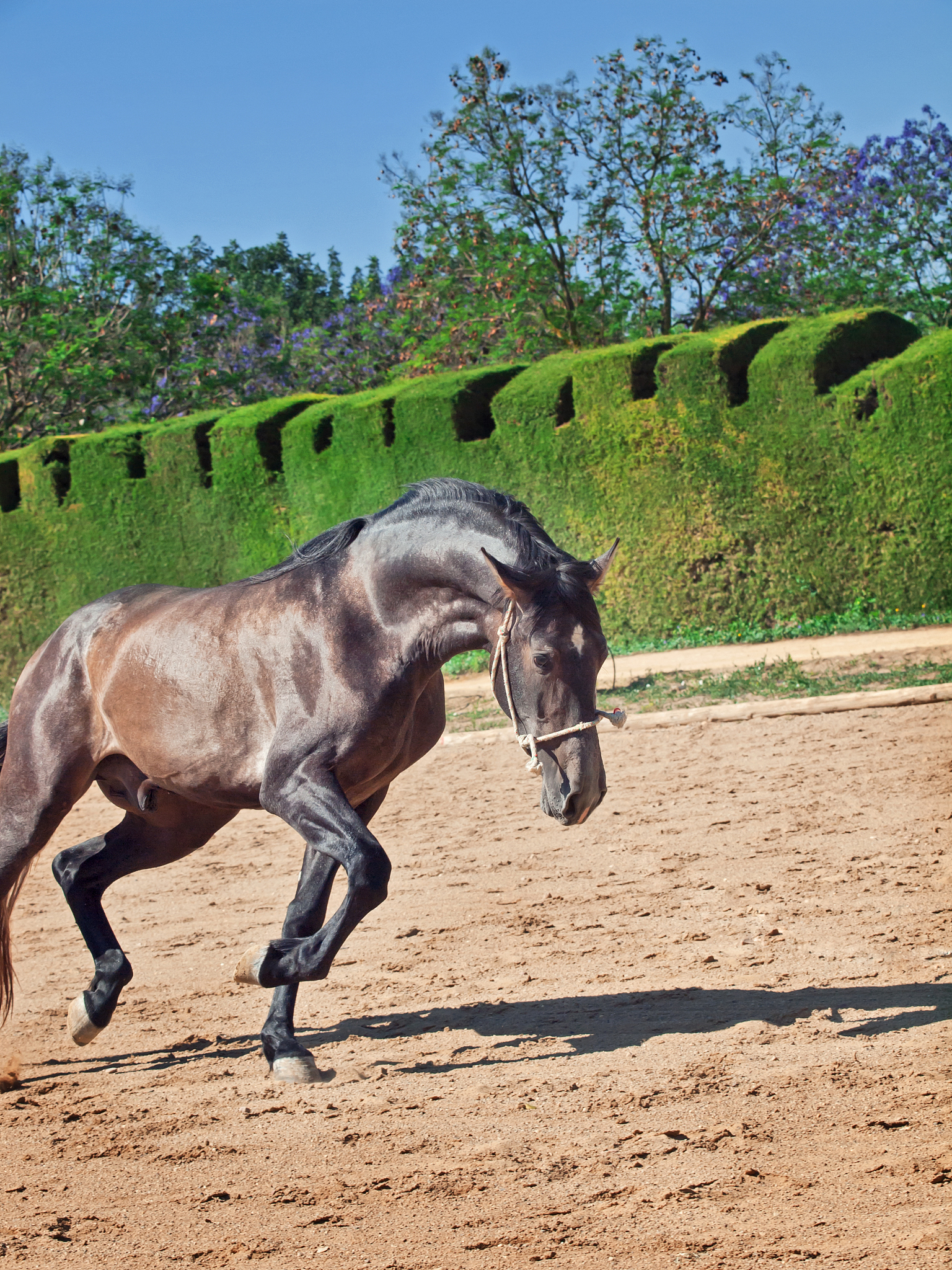 side view of horse running on field against sky