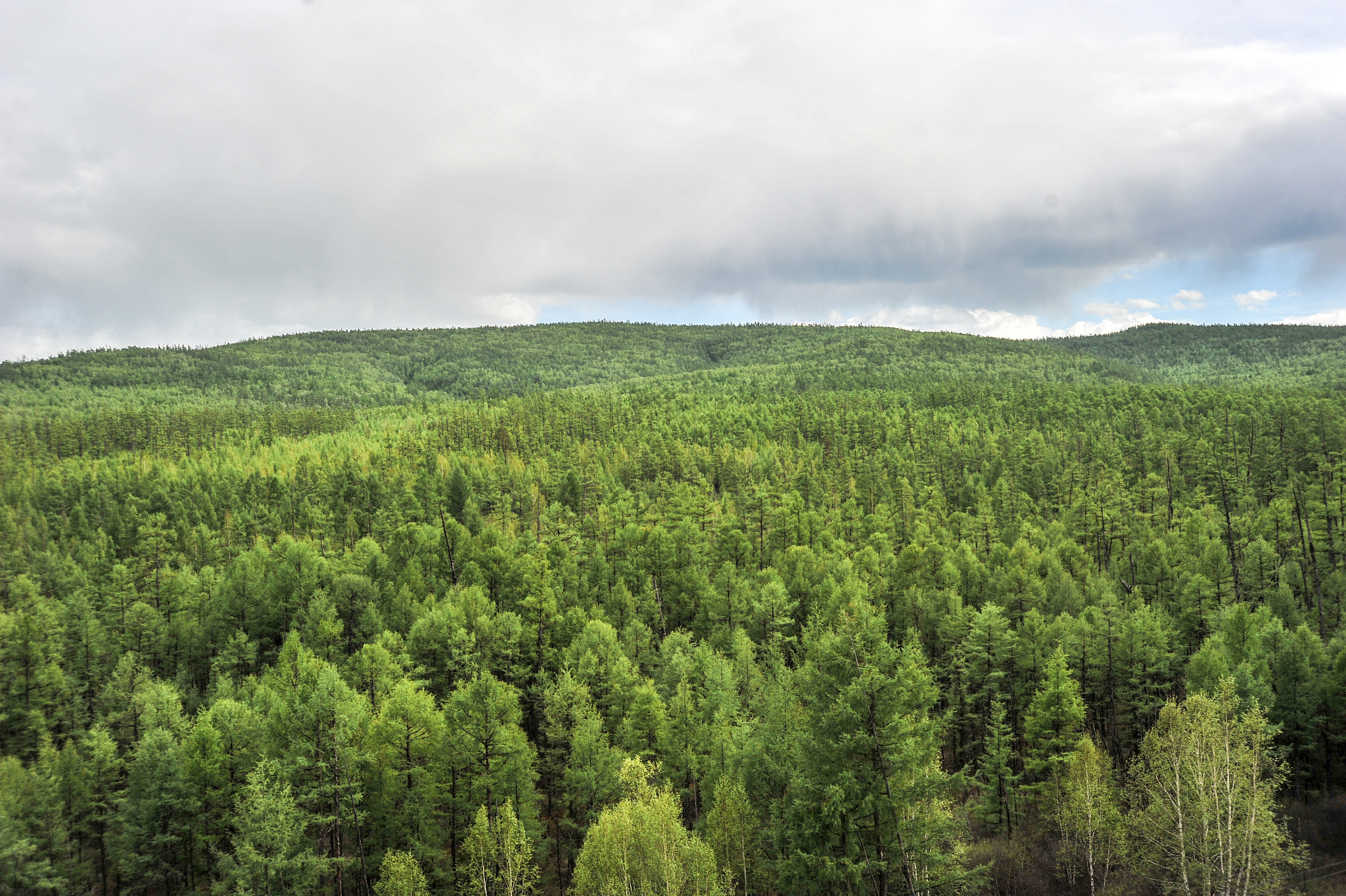 现代林业技术介绍及就业发展前景
