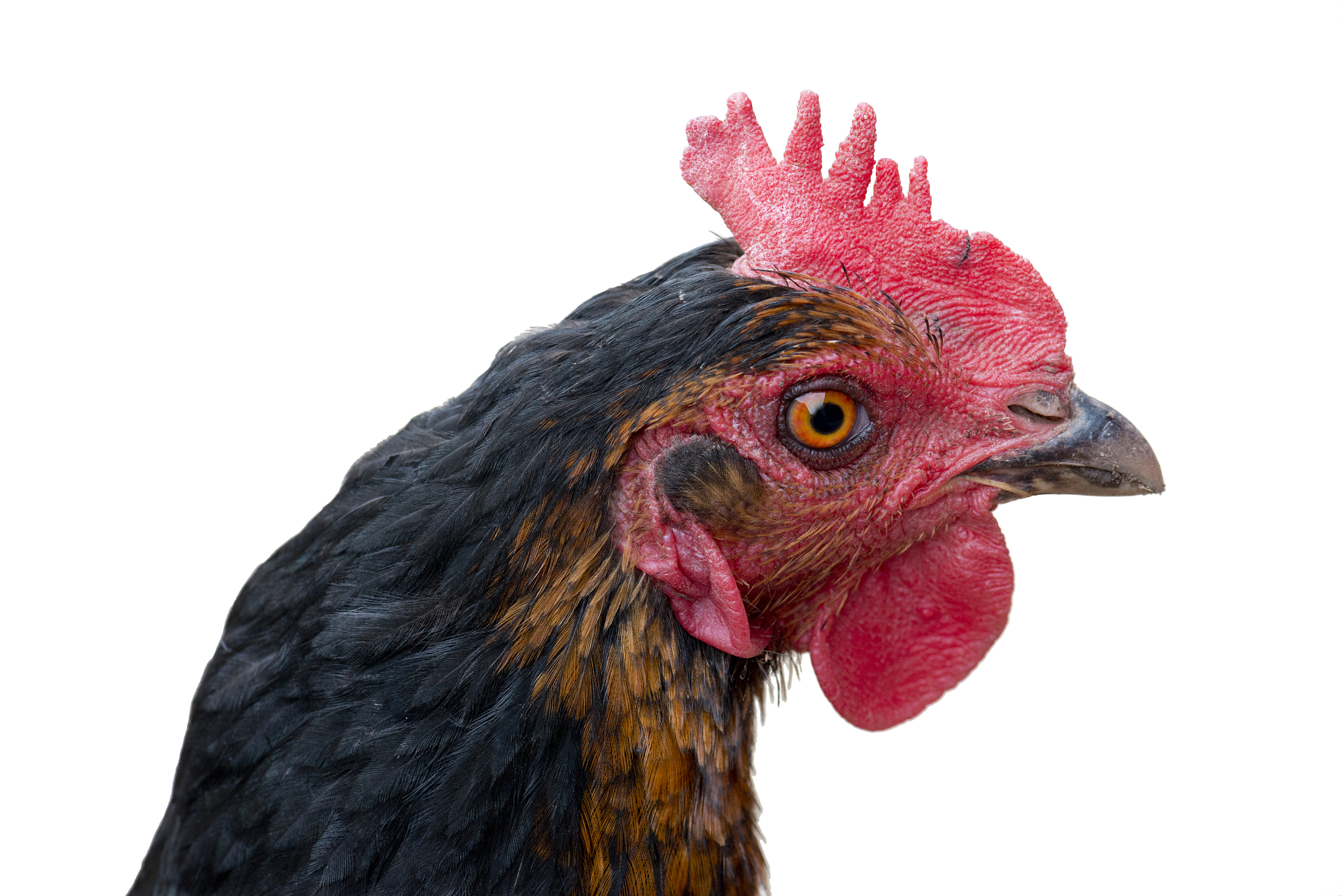 chicken head