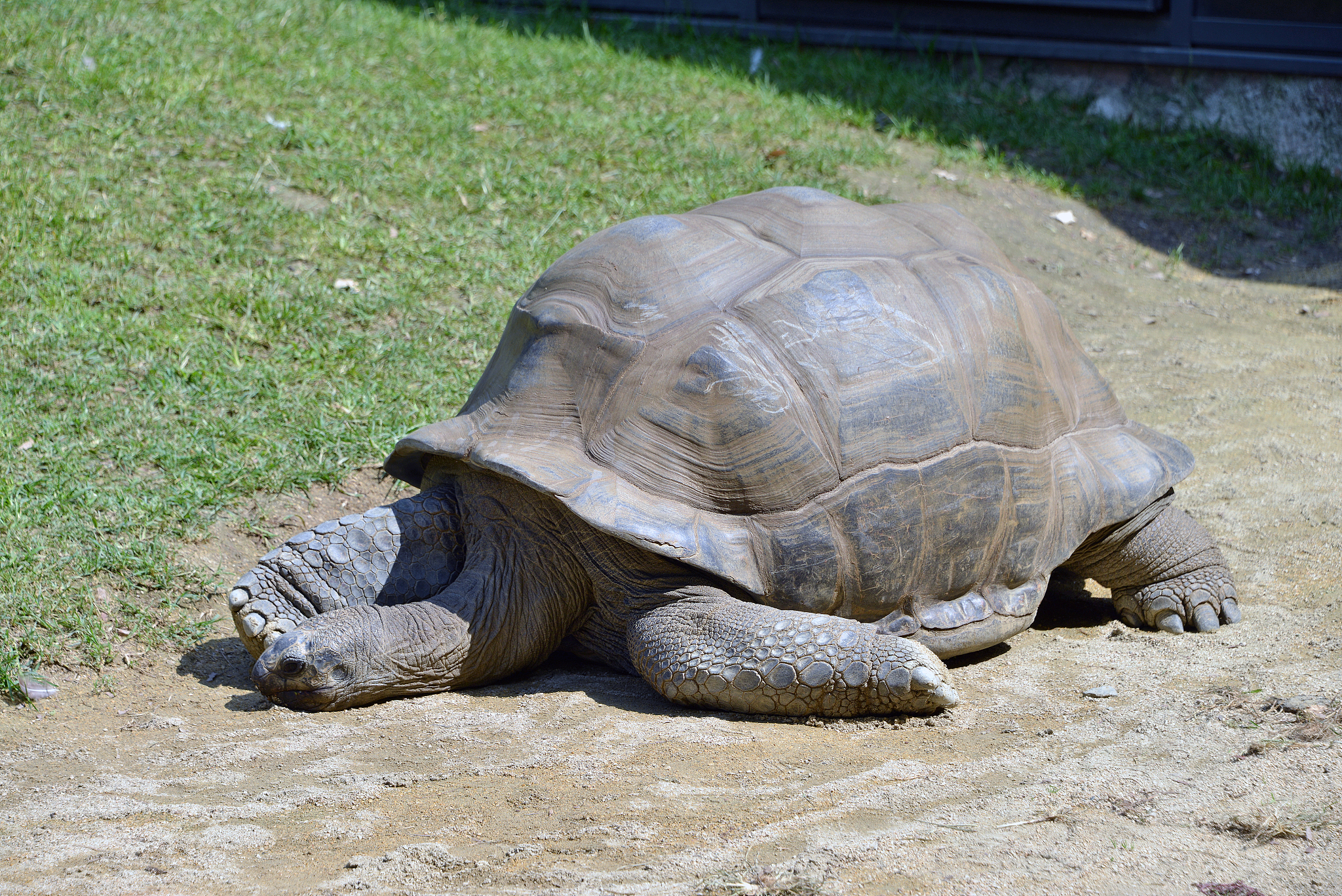 giant turtle comes out of the water.