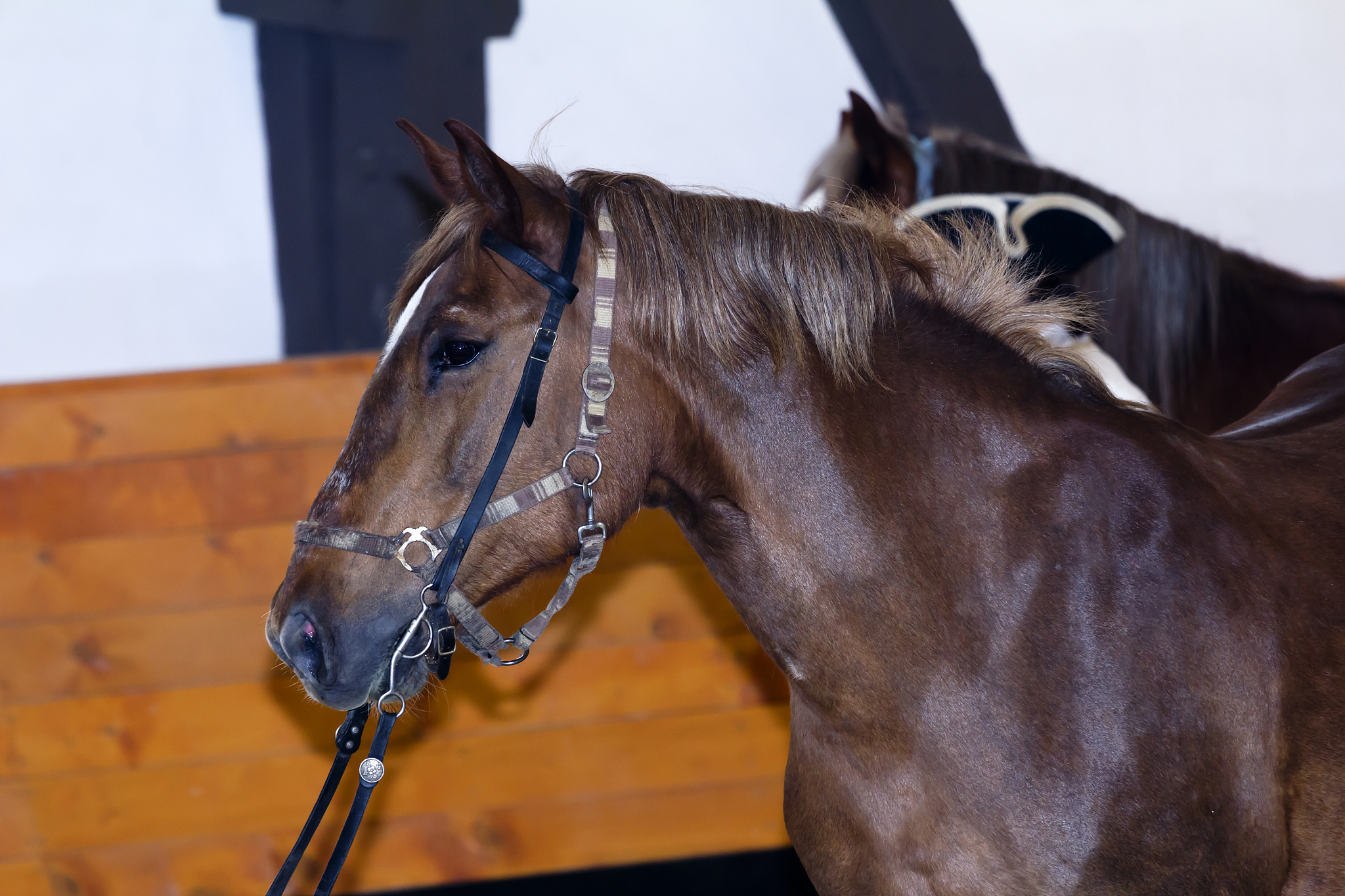 horse