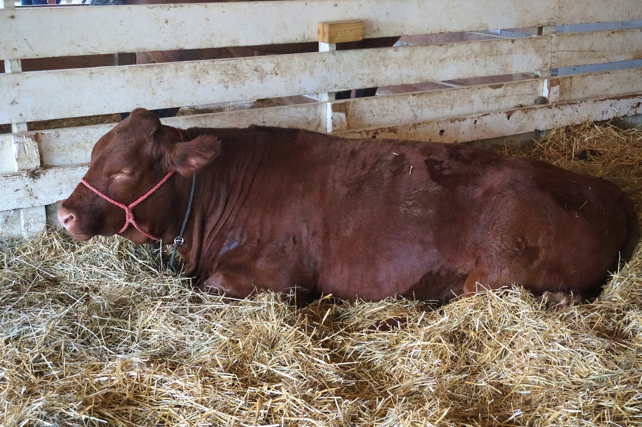 奶牛得的木马病回答加拓展。