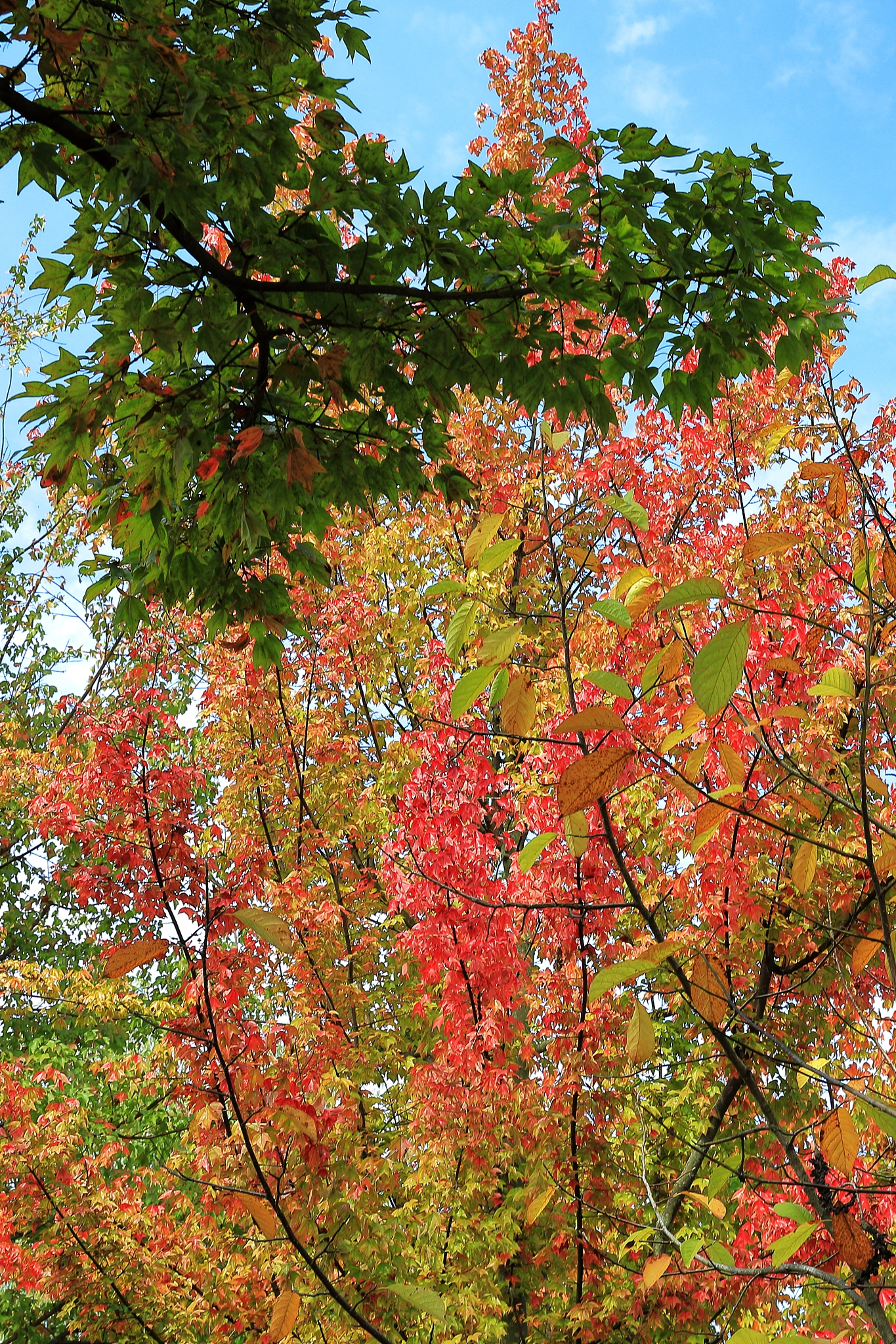 带'栾'字的四字词语：树木景观描述
