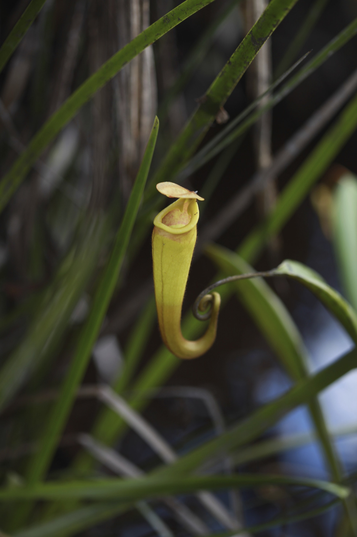 nepenthès, carnivores plant