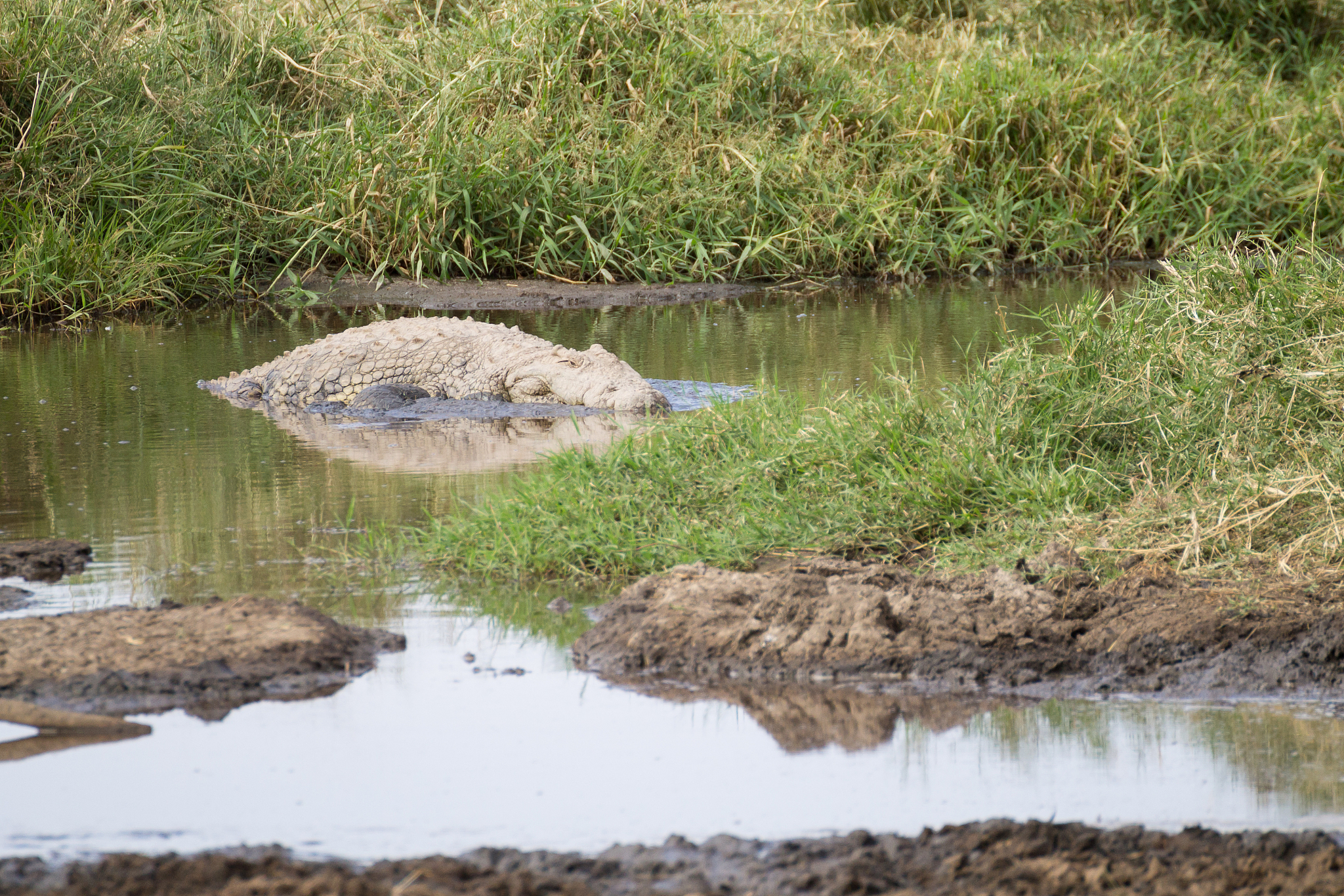 nile crocodile from serengeti national park, tanzania, africa