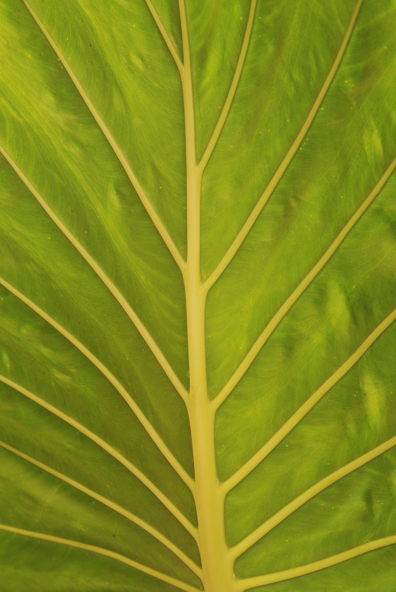 叶片吸收紫外线的原因：叶绿素的作用