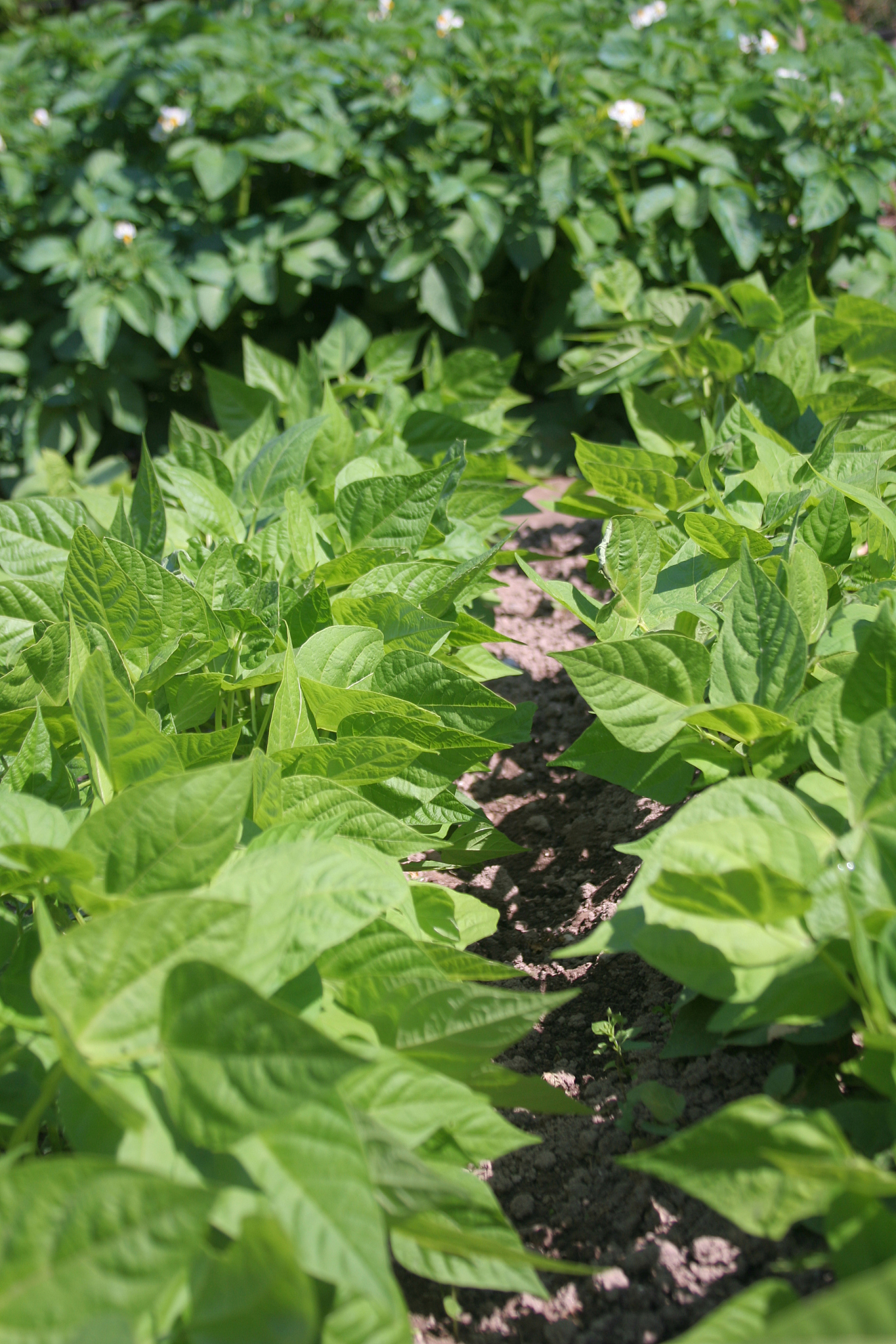 in the vegetable garden