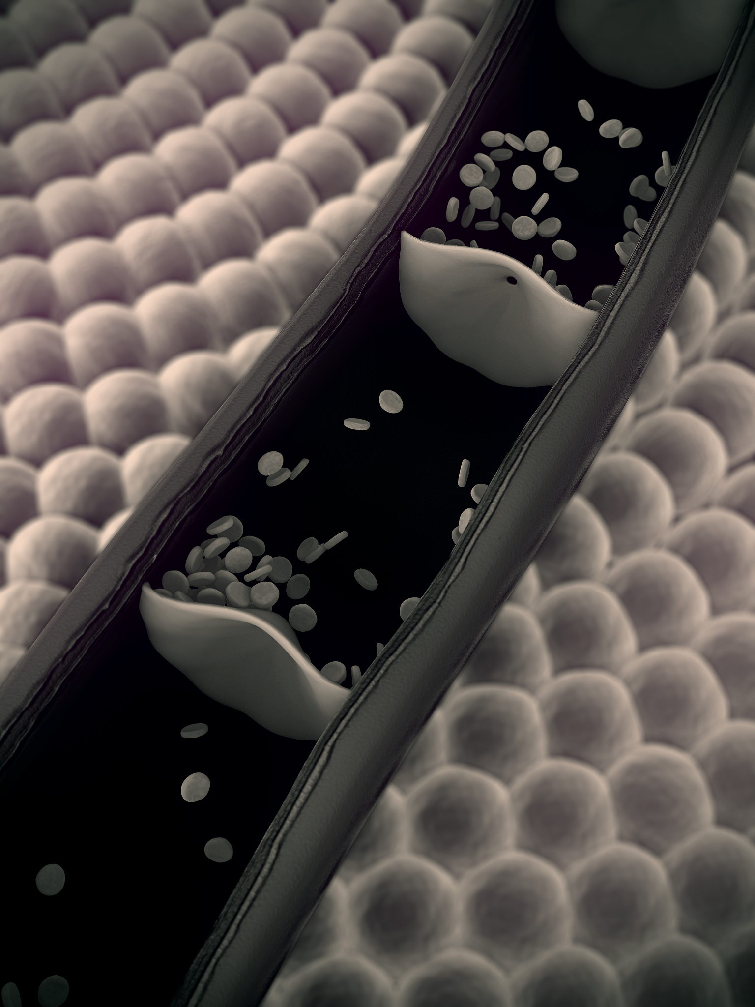 犬红细胞丙酮酸激酶缺乏症：症状与治疗