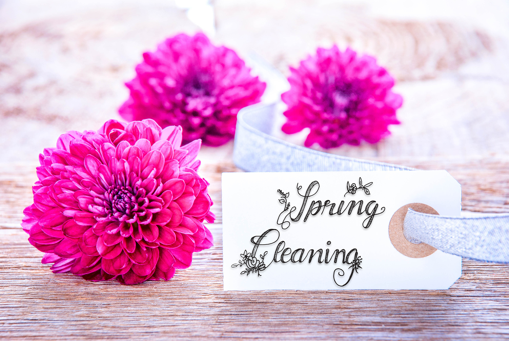 label with calligraphy spring cleaning, three puprle flower blos
