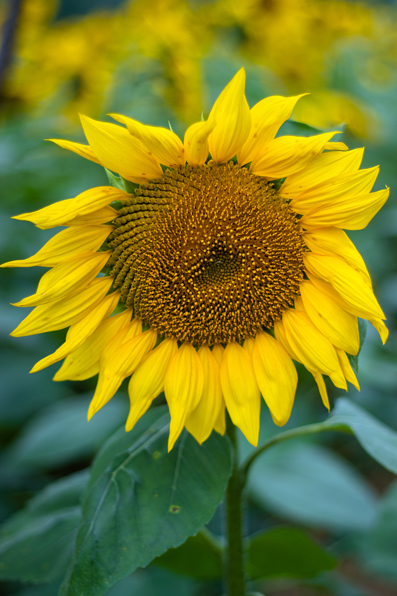 豆瓣评分7.5+的高分电影推荐：近期必看佳作