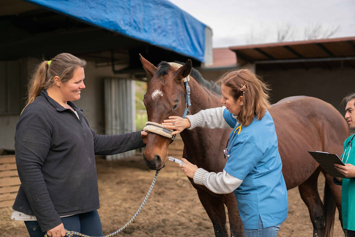 关于猫咪驱虫和打疫苗的介绍写一篇文章