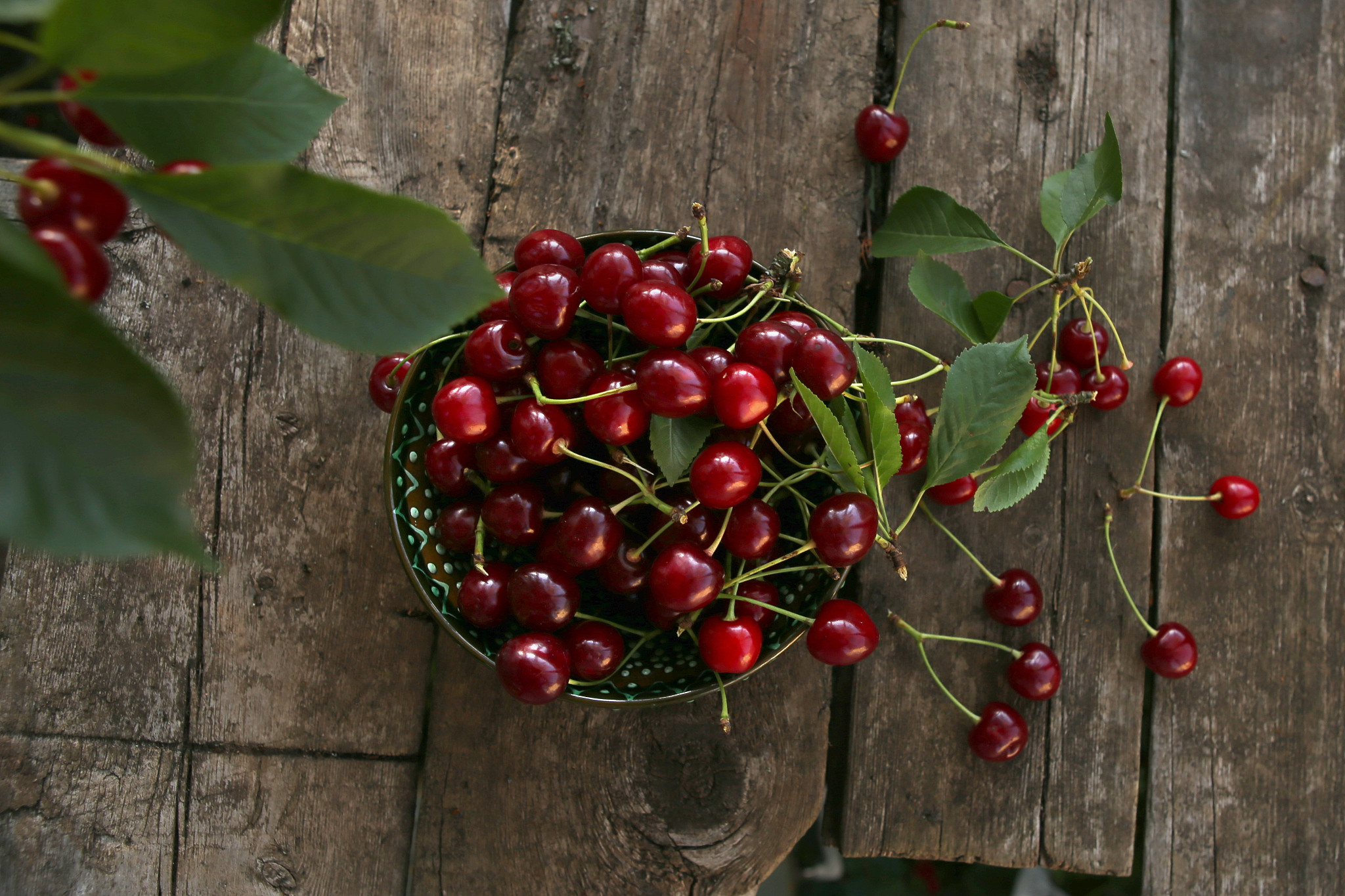 freshly picked cherries in bowl on wooden table in garden.