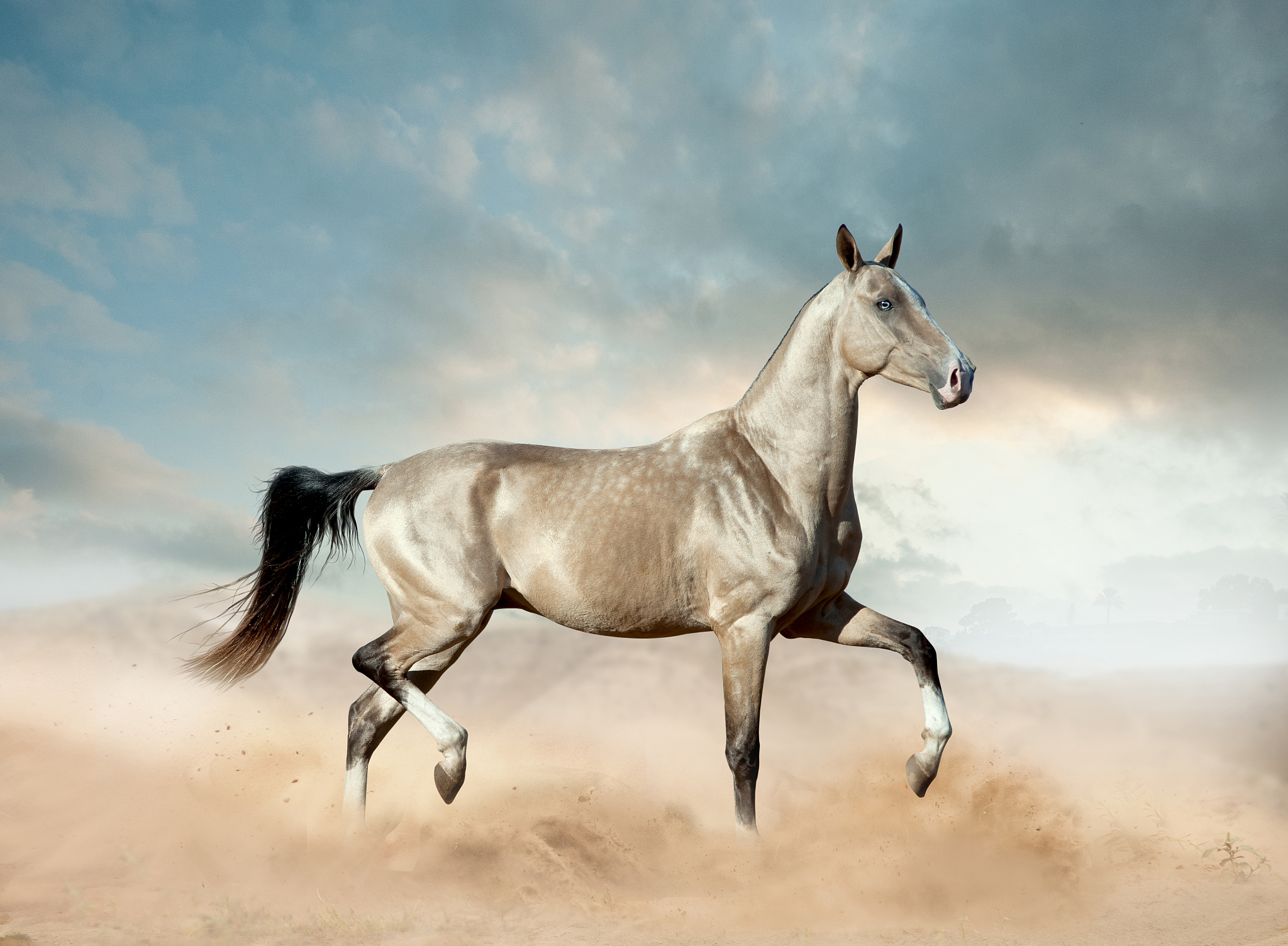 horses