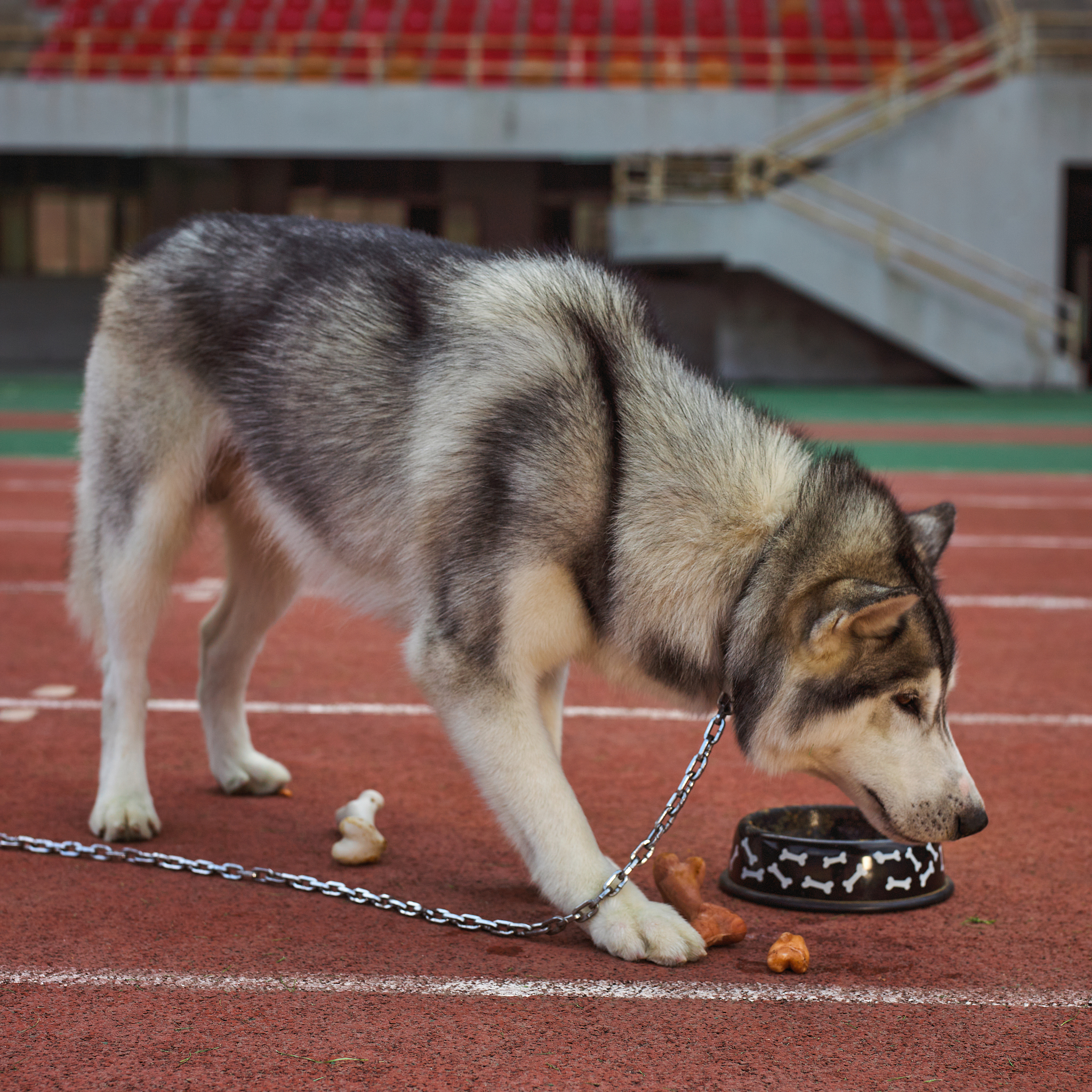 二哈为何疯狂？800字故事带你了解哈士奇的内心