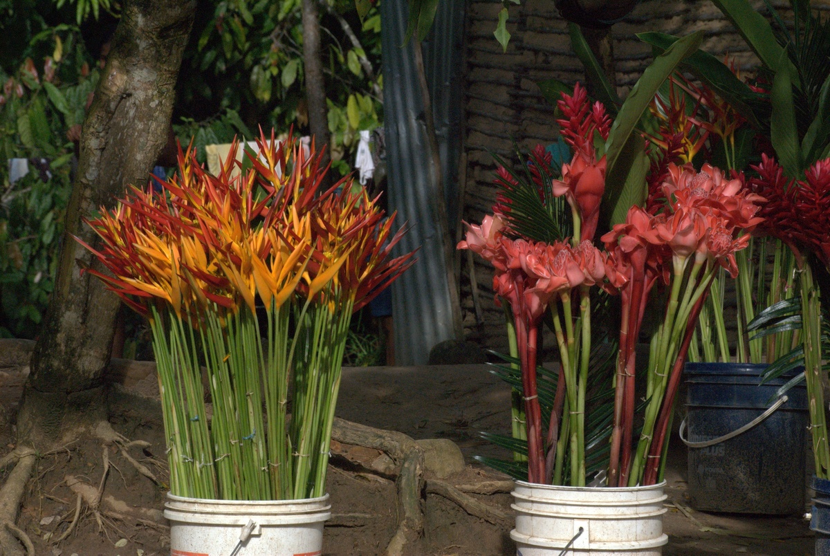 鸿运当头花怎么养？详细养护指南及管理技巧