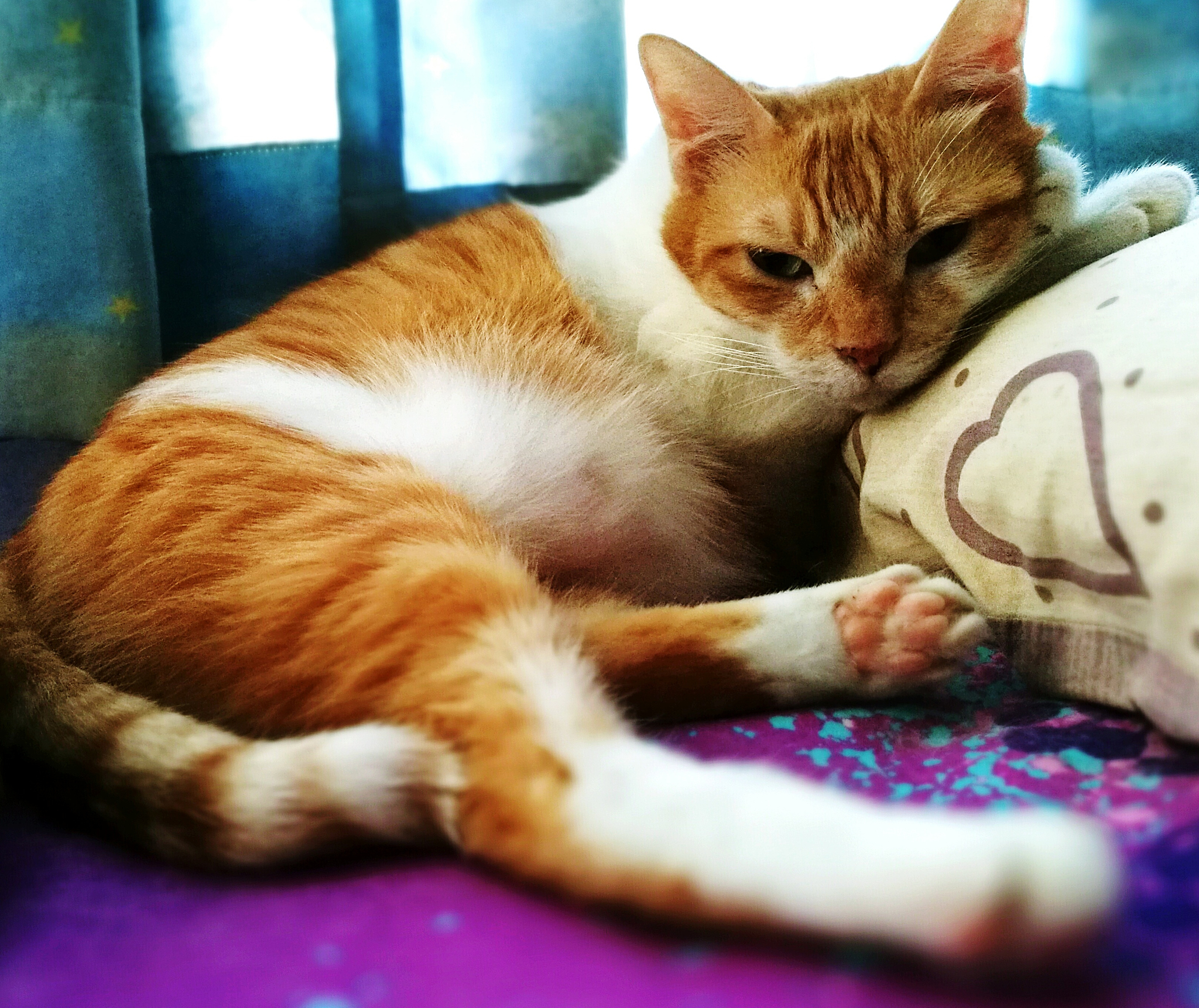 我的小橘猫：一个充满爱和快乐的陪伴