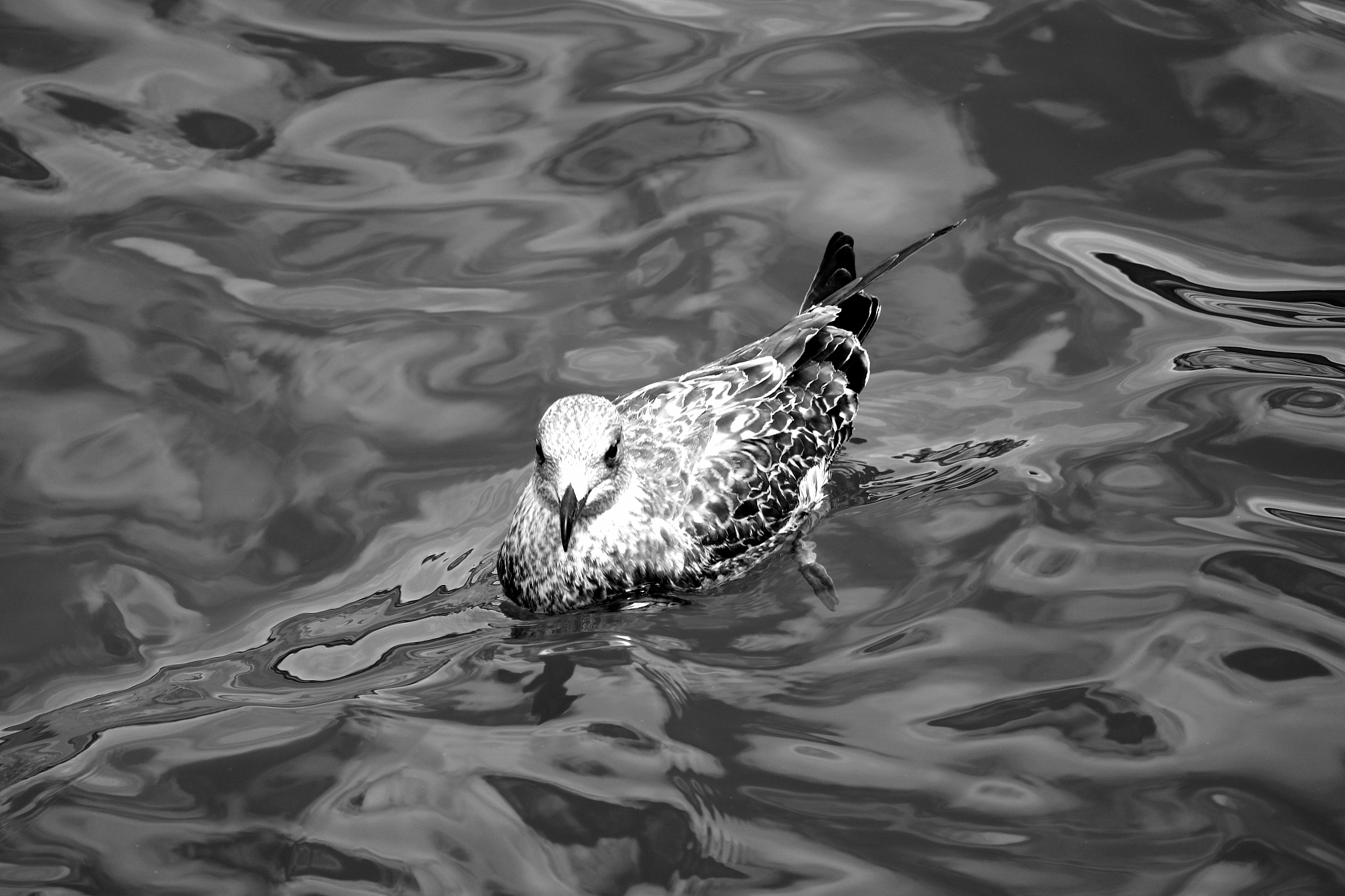 小鱼小鸟的哭泣：一个令人心碎的相遇