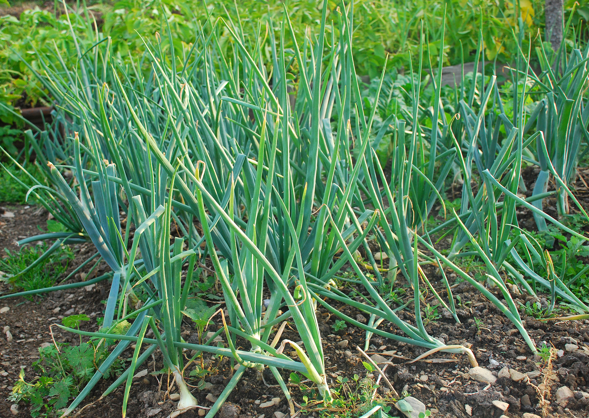 onion
