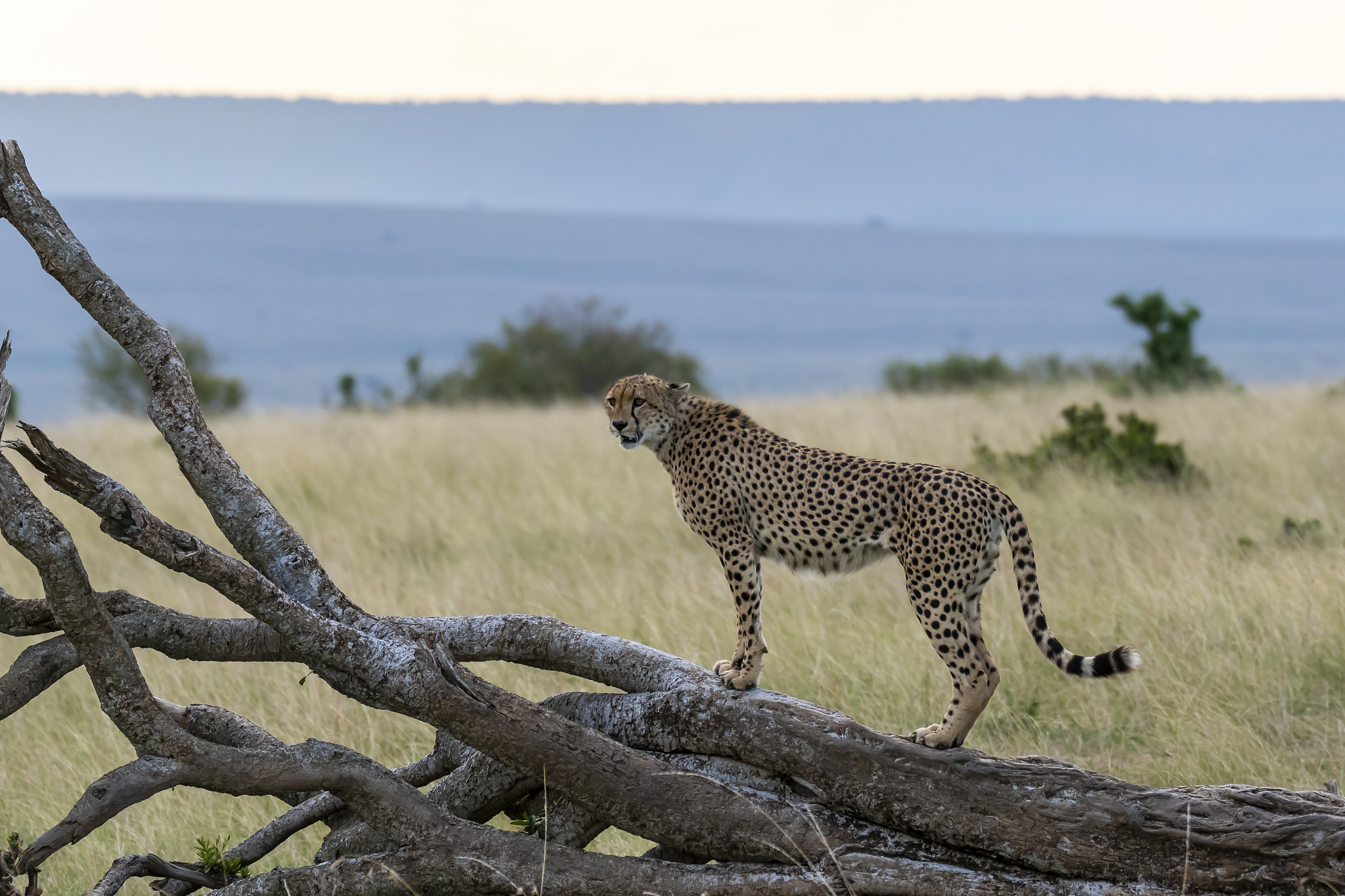 a cheetah from the five brothers coalition playing on a fallen t