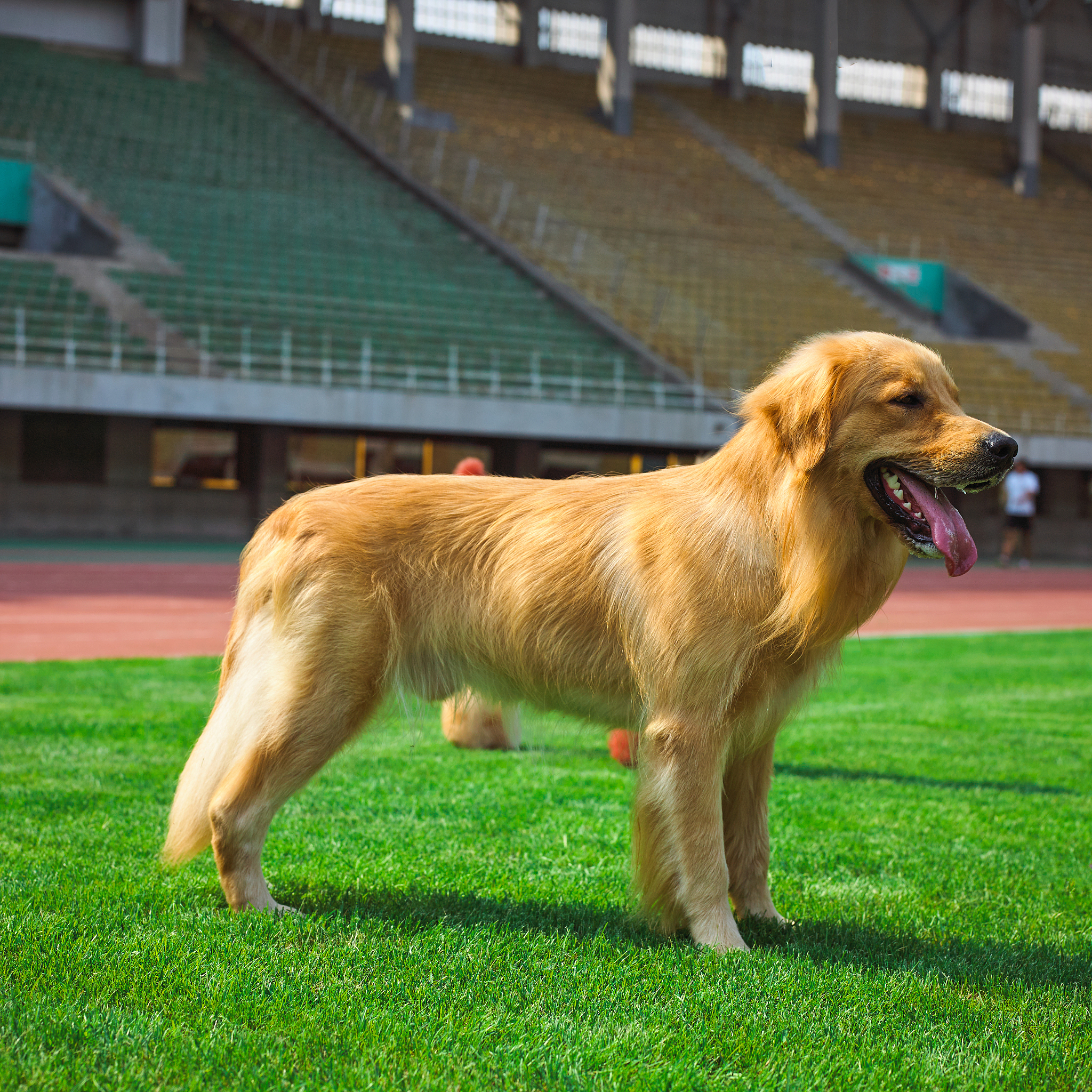 如何写狗记？让我们进行一次头脑风暴：狗记应该包含什么元素？狗记应该包含狗的品种、性格、习性、行为和外貌等元素。如何描述狗的品种？描述狗的品种可以从它的体型、毛色、眼睛、耳朵、鼻子等方面入手可以通过与其他品种进行对比突出它的独特之处。如何描述狗的性格和习性？狗的性格和习性是它最基本的特征可以通过描述它的行为、声音、态度等方面来表现出来。比如一只友善的狗会主动与人交流而一只警觉的狗会时刻保持警惕。如何