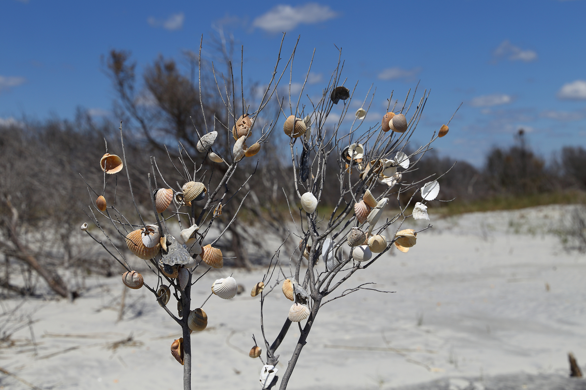 驿路梨花：小女孩的勇敢与爱的力量