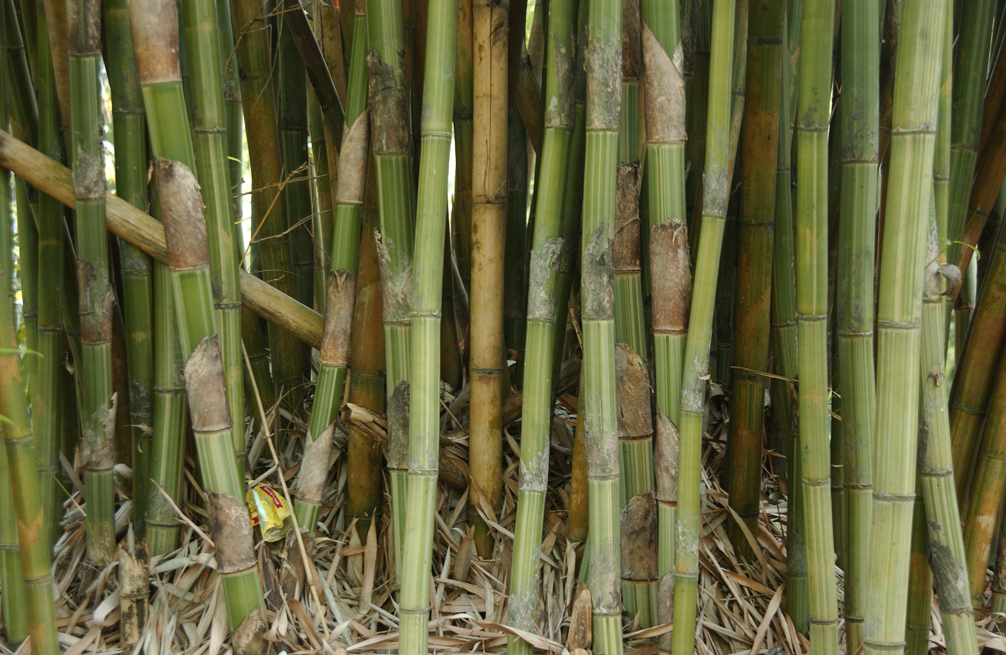 bamboo