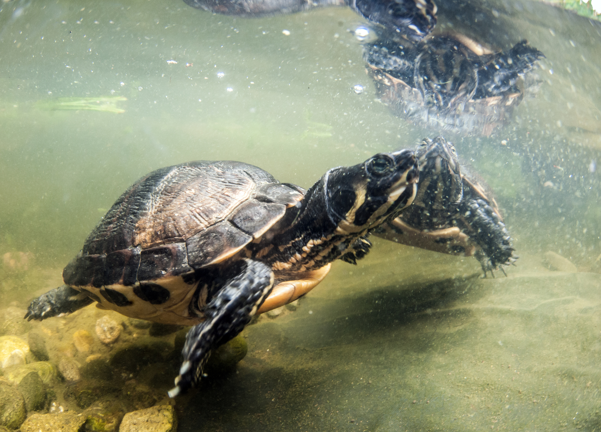 yellow cheeks turtle