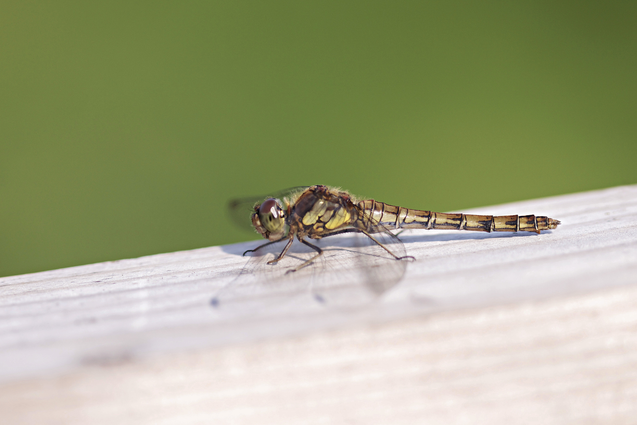 damselfly