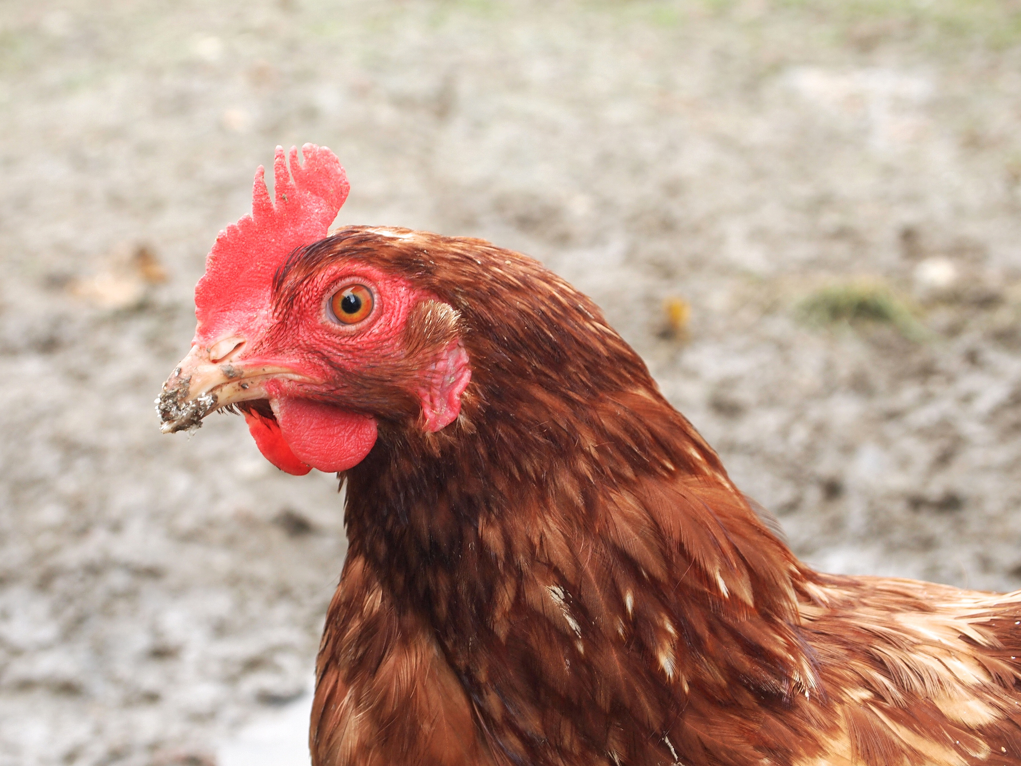 chicken