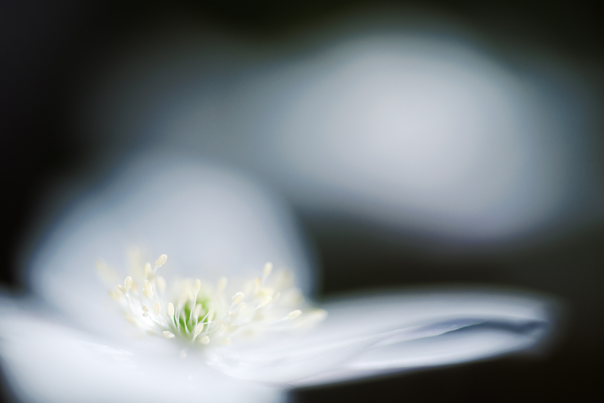 soft windflower
