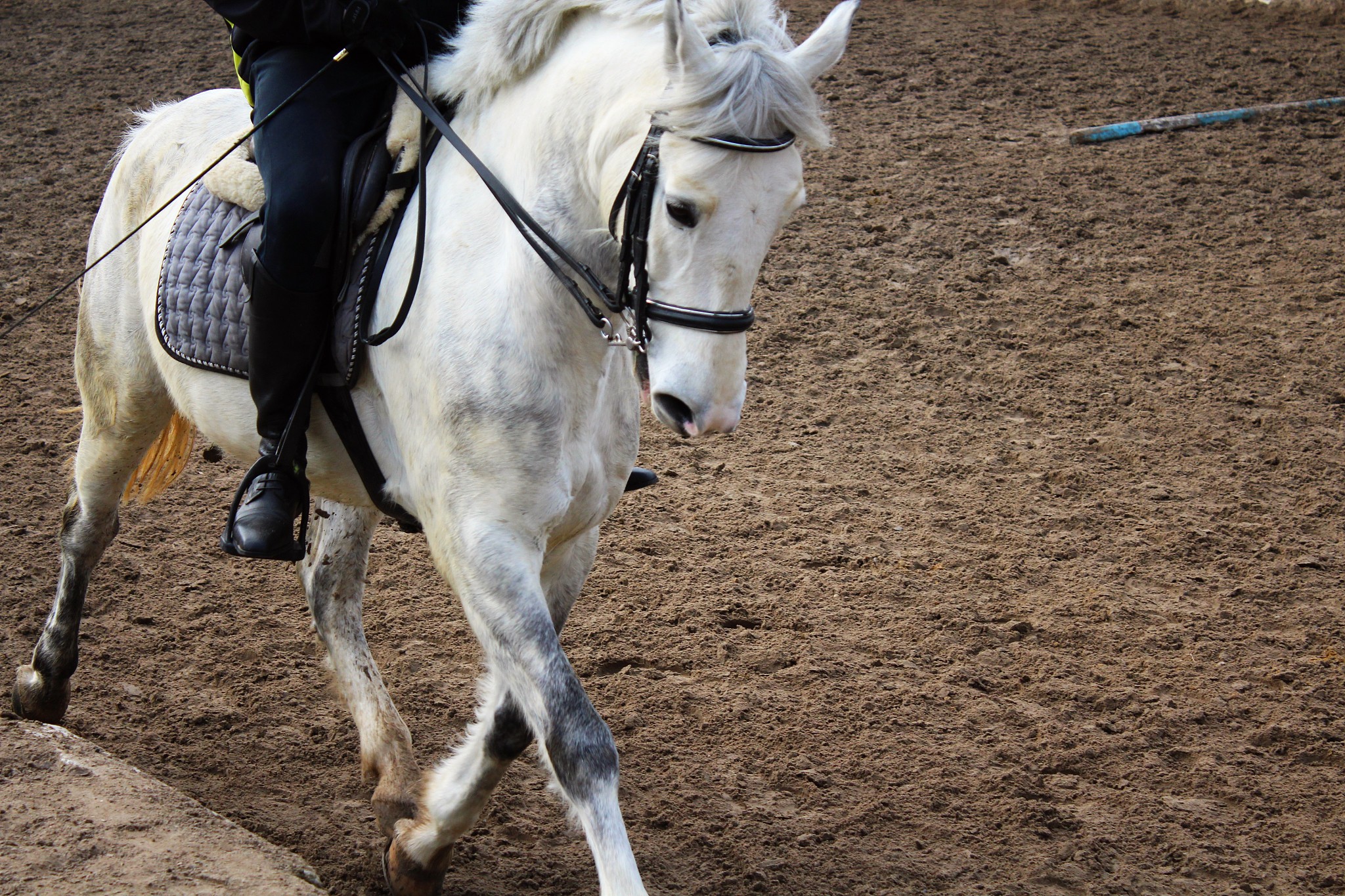 white horse