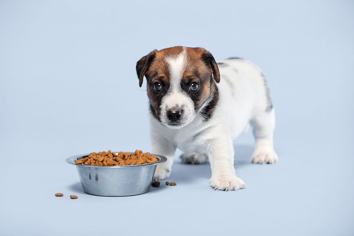 根据以下内容写出一条30字左右的短视频标题：吃狗粮的狗和吃剩菜剩饭的狗有什么不同？