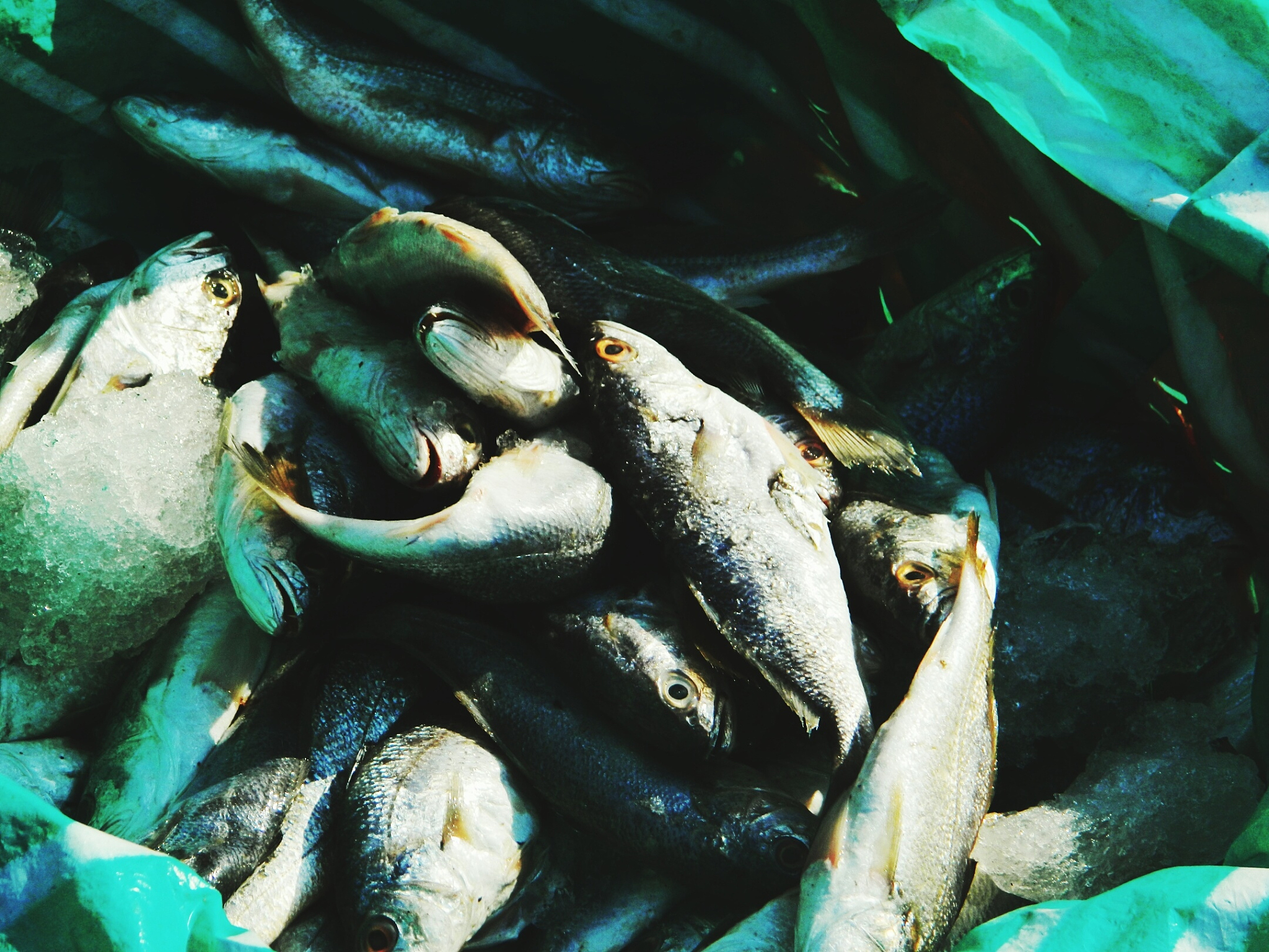 high angle view of fresh fishes on textile at harbor