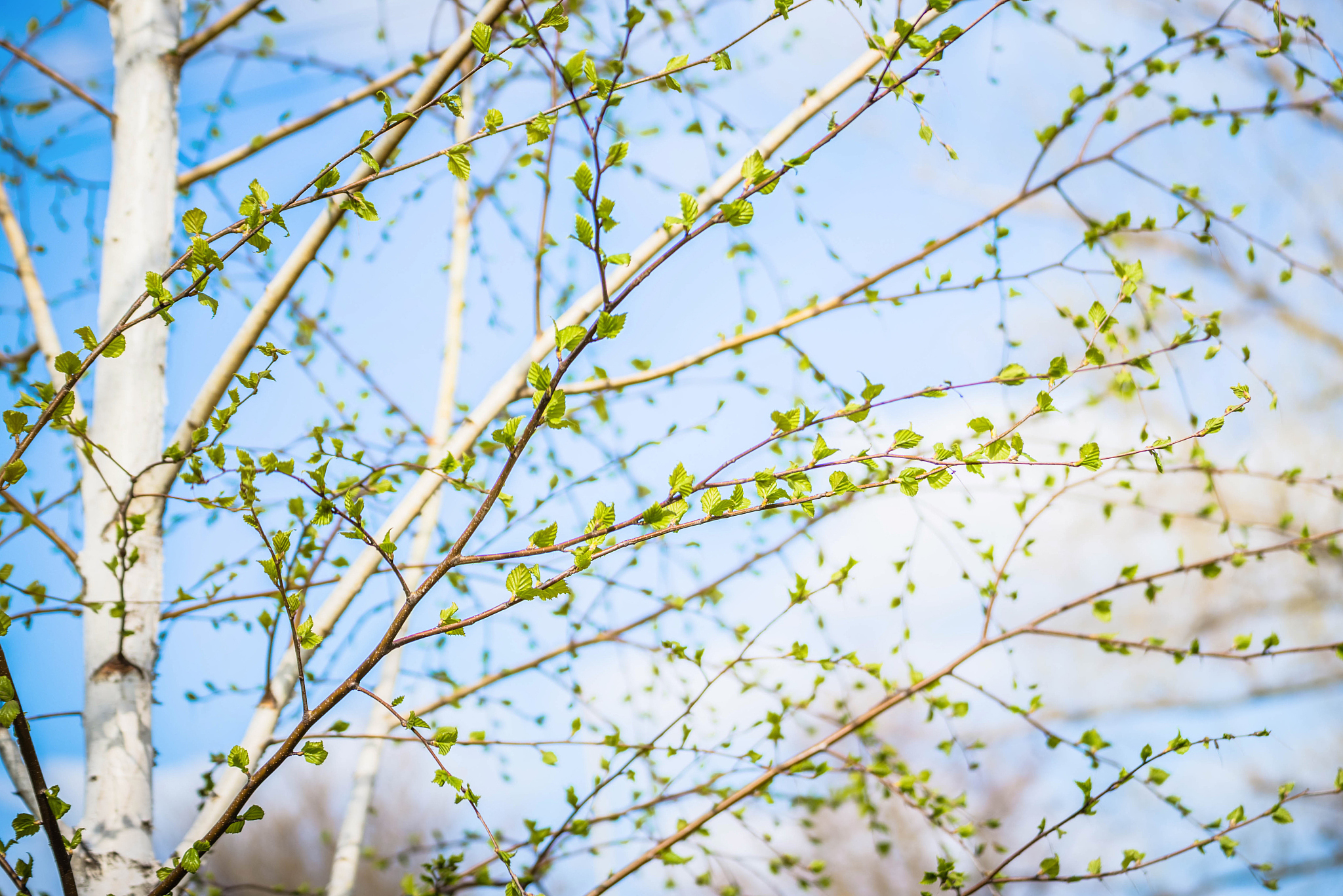 春天的尾巴的诗句