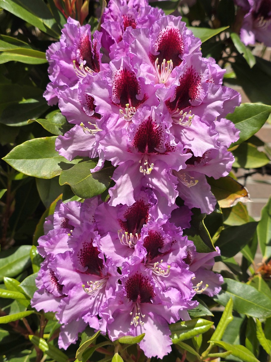 螺旋状排列花朵的植物：杜鹃花科