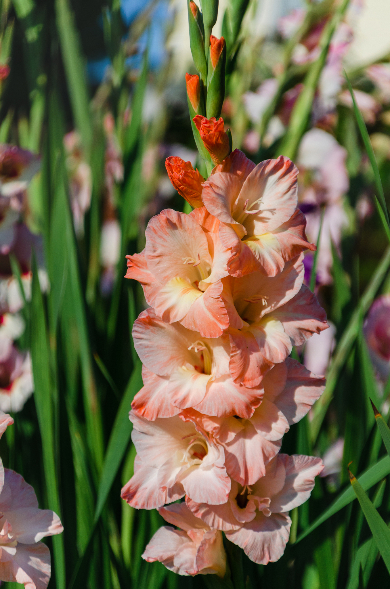 gladiolus close up, beautiful flowers blooming in the garden. or