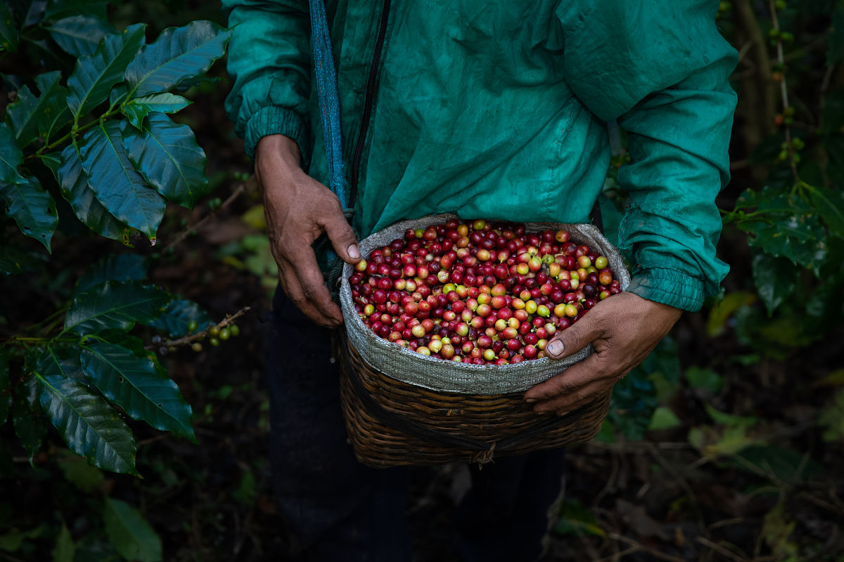 埃塞俄比亚咖啡产区指南：海拔、品种、风味特点