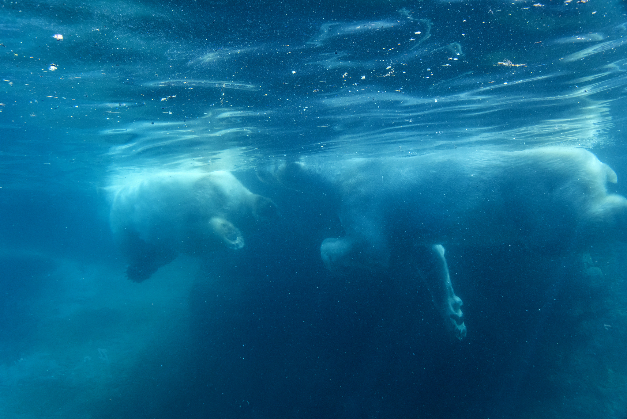 polar bear