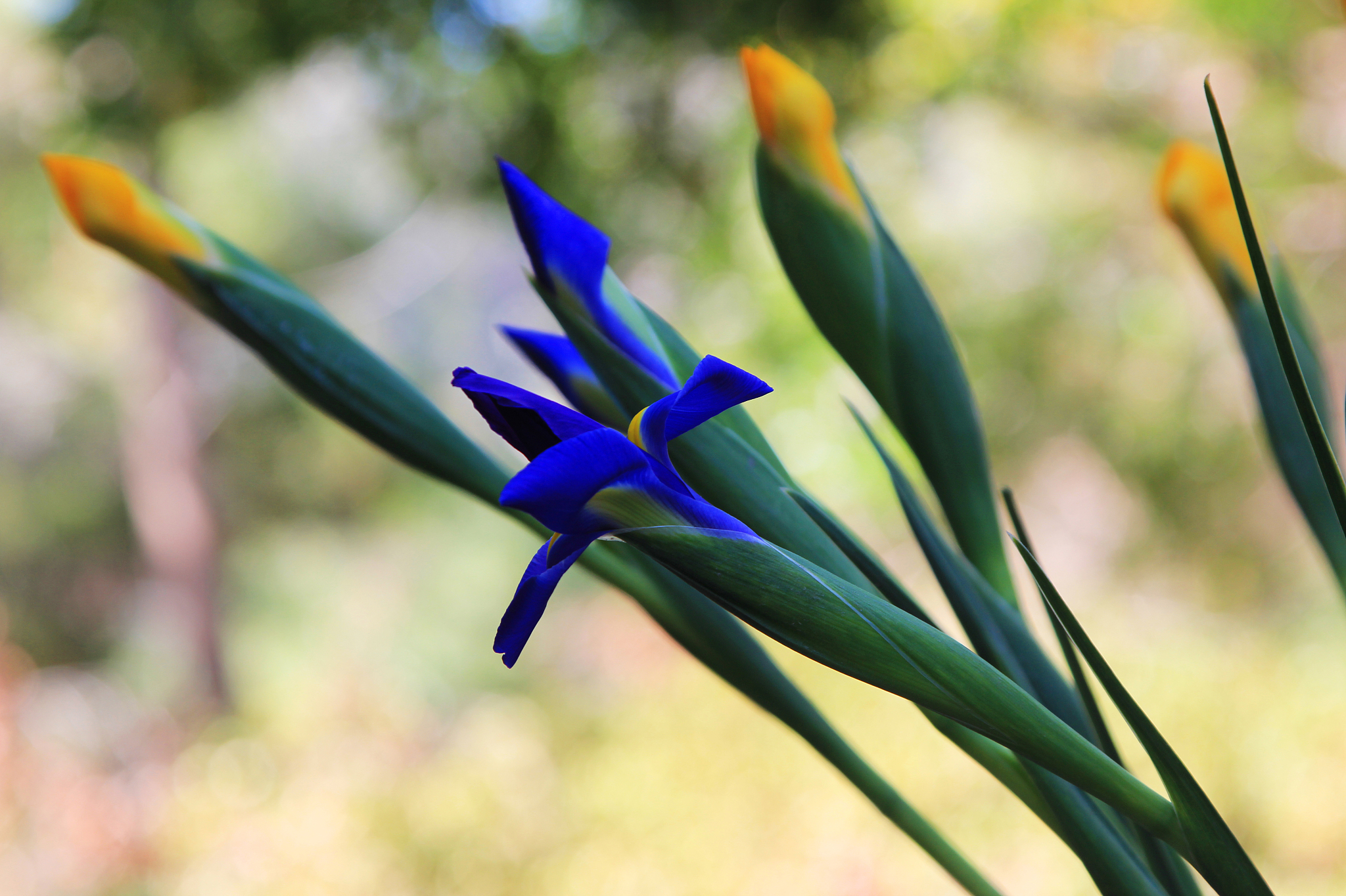 bunch of iris flowers