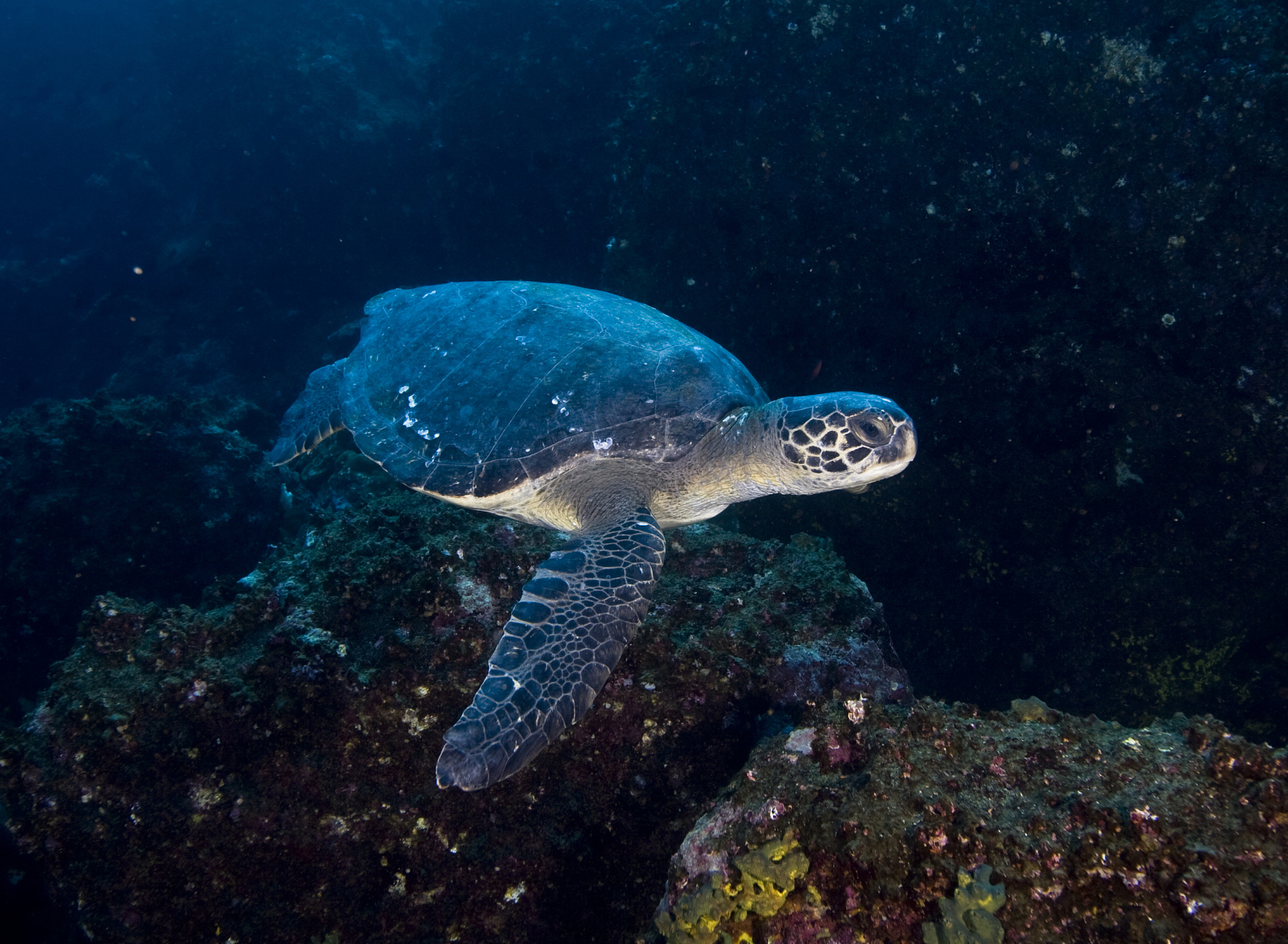 生物多样性：保护地球生命的丰富性