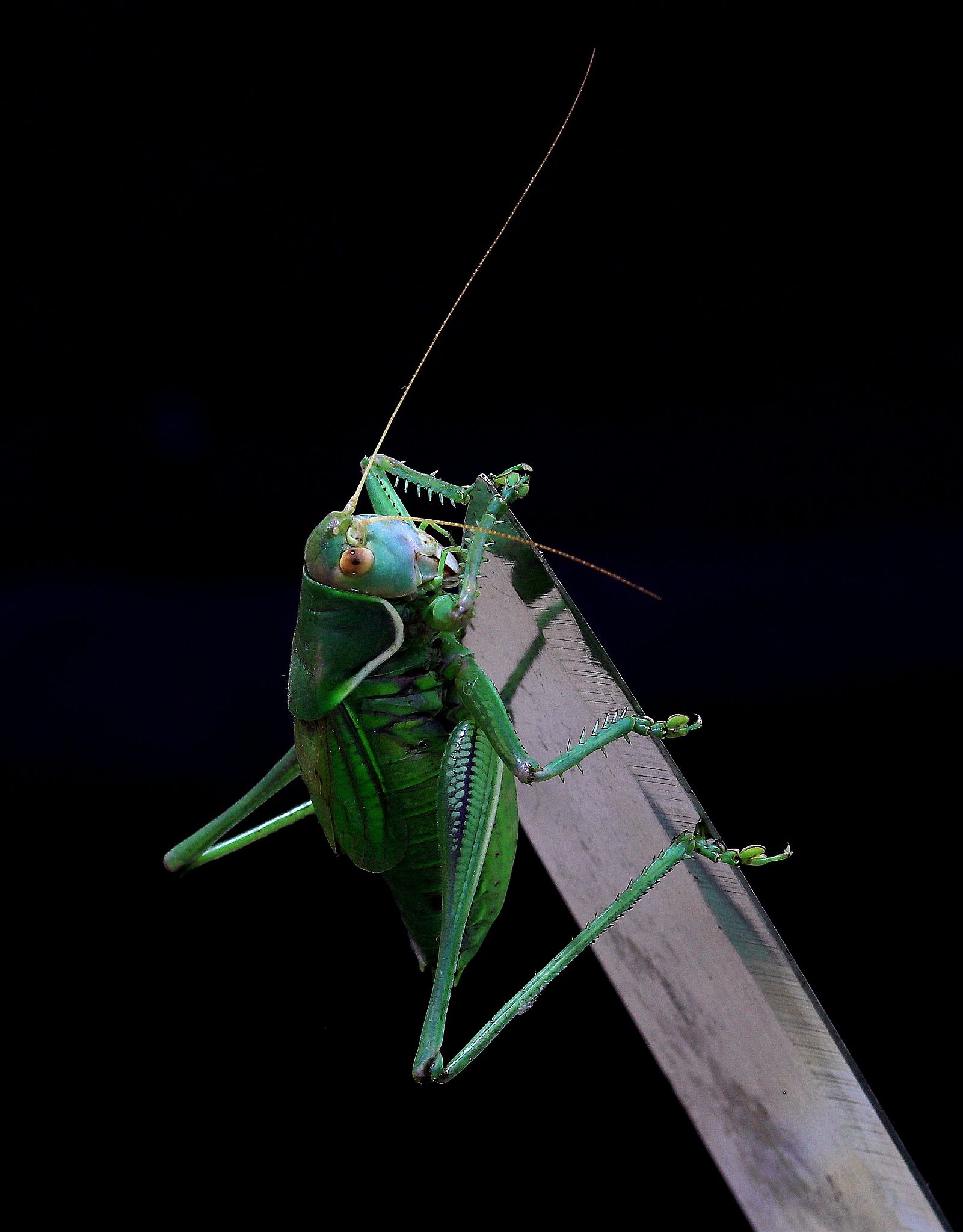 如何测量蝗虫跳跃距离？简单易行的步骤指南