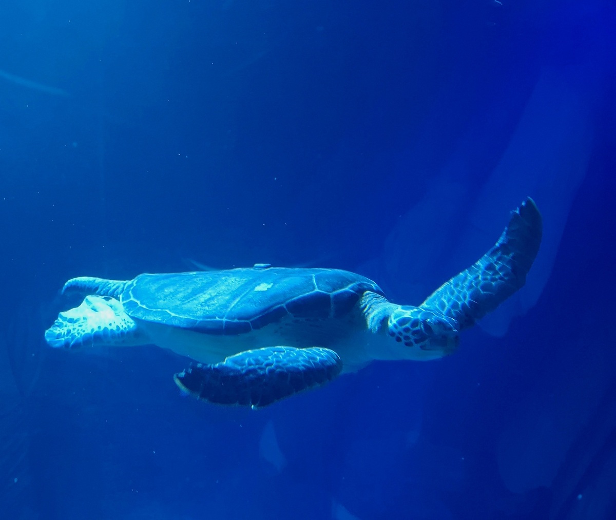 海洋：地球生命的摇篮，人类探索的未知领域