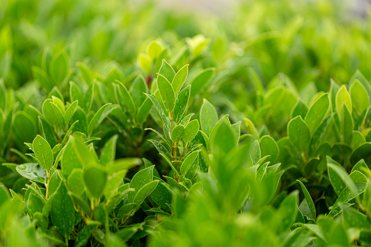 清明节雨前茶和雨后茶