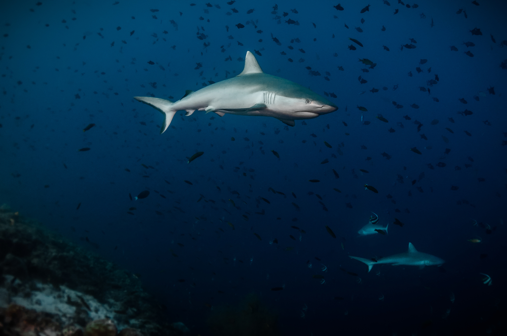 what is killer whale