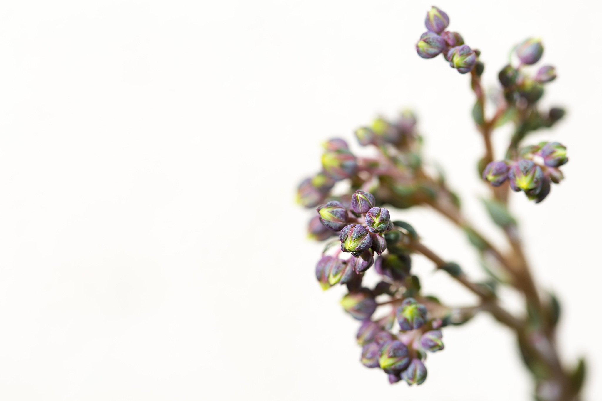 小学生作文写一篇对仙人掌植物的喜爱语言优美四百字左右