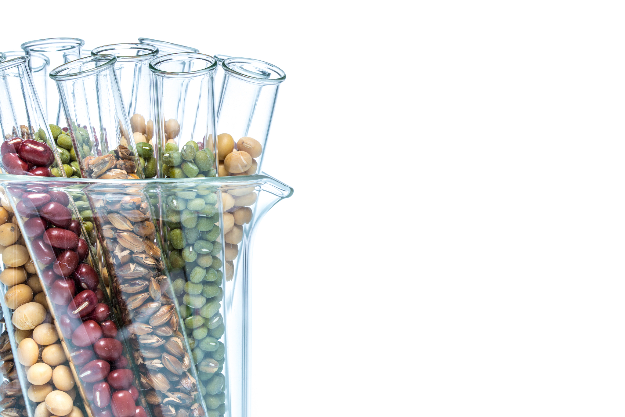 小麦的全基因组测序应该在什么时期进行对哪些部分取样