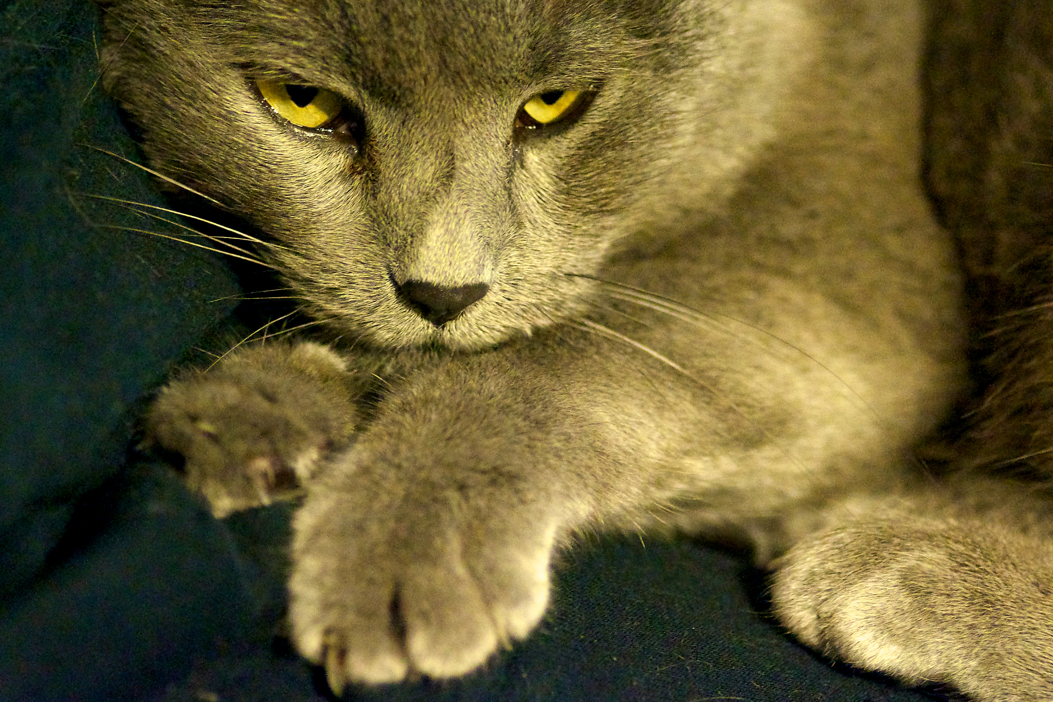close-up of cat