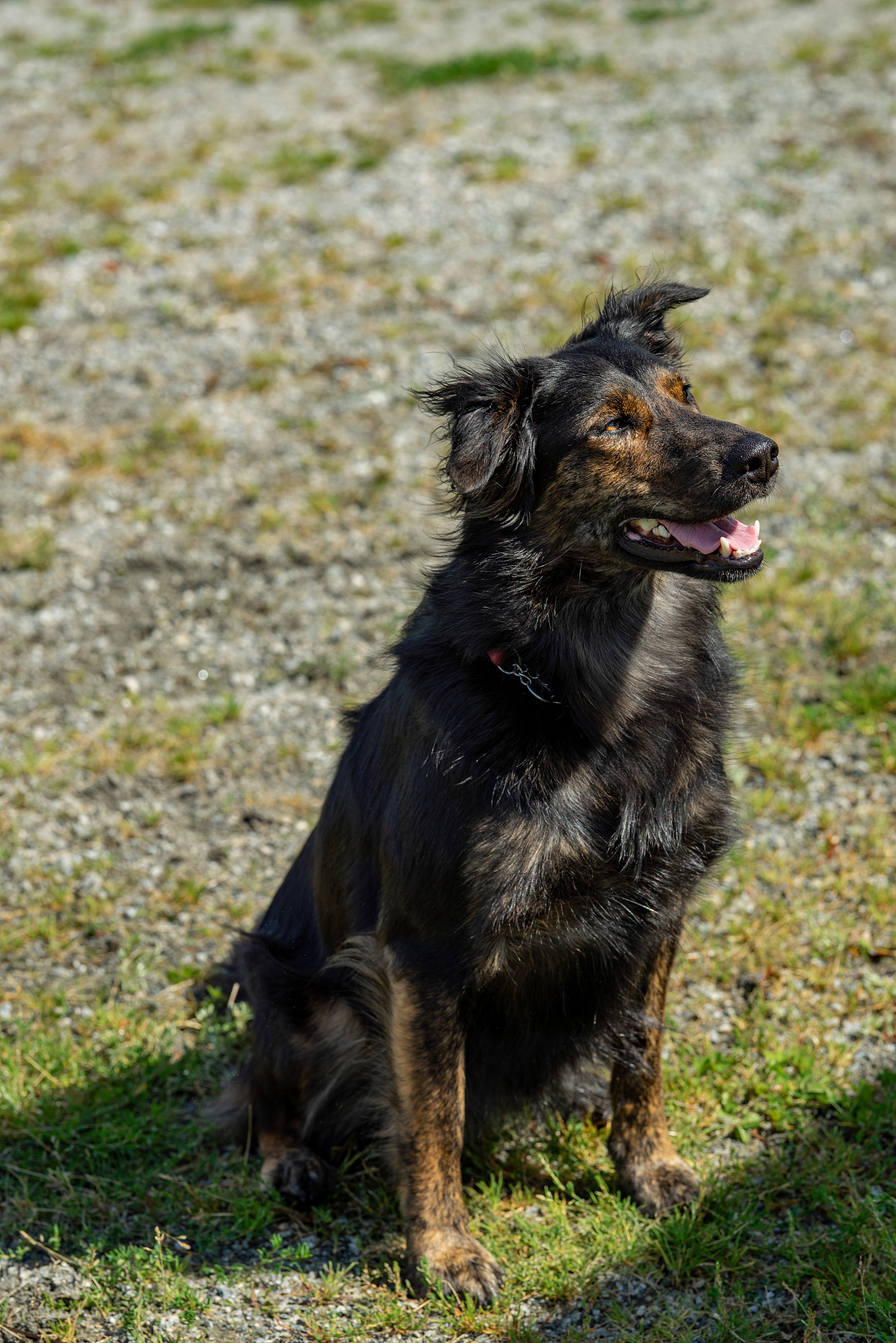 圣伯纳犬分熊版和狼版吗