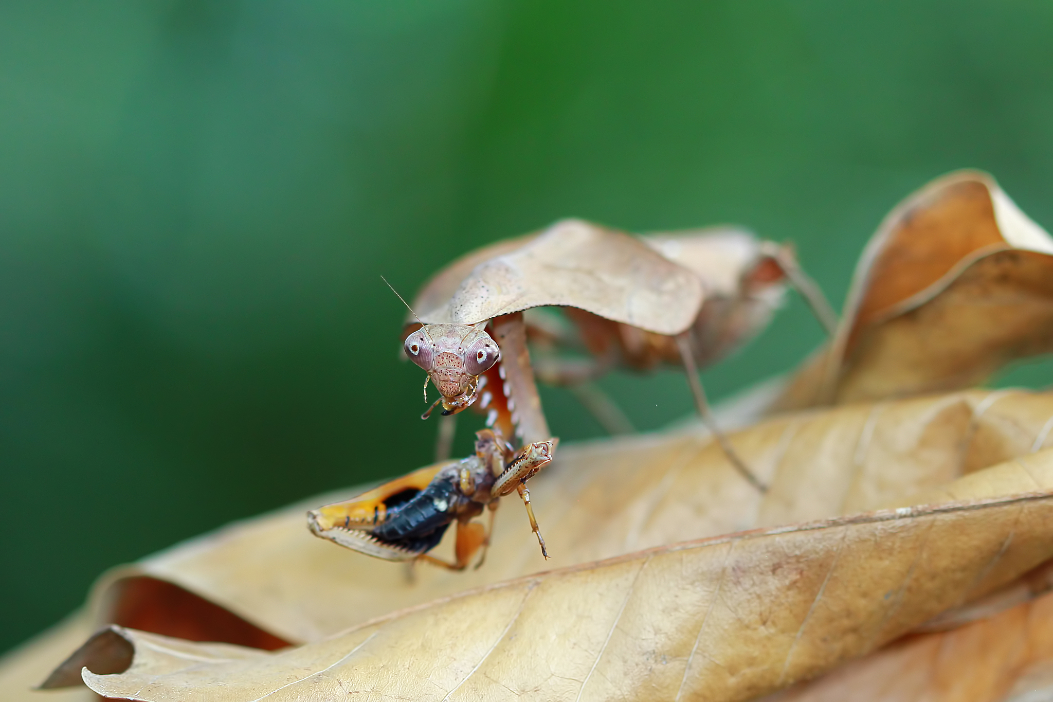 dead leaf mantis camouflage on dried leaves with prey, indonesia