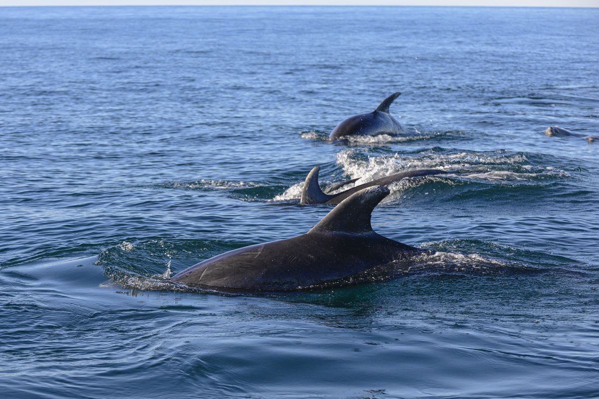 描述梦想的动物